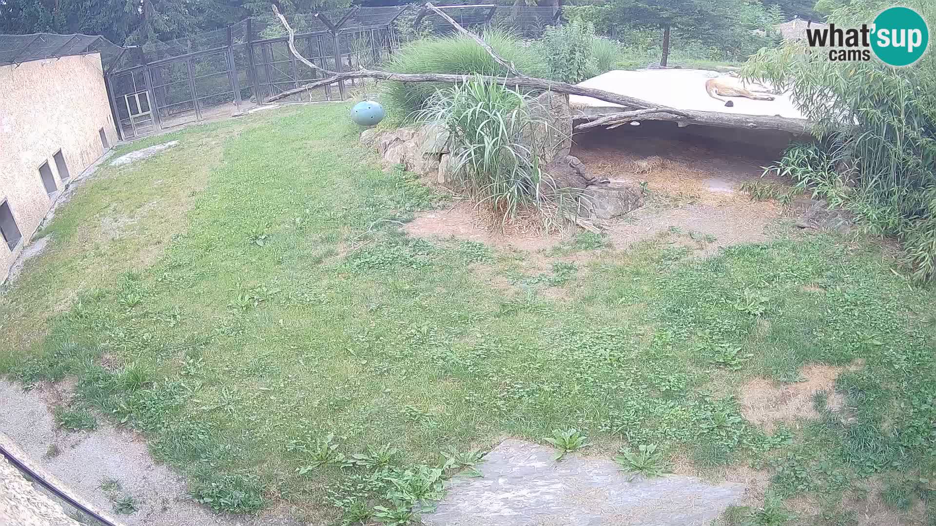 LEON Webcam en vivo en Ljubljana Zoo – Eslovenia
