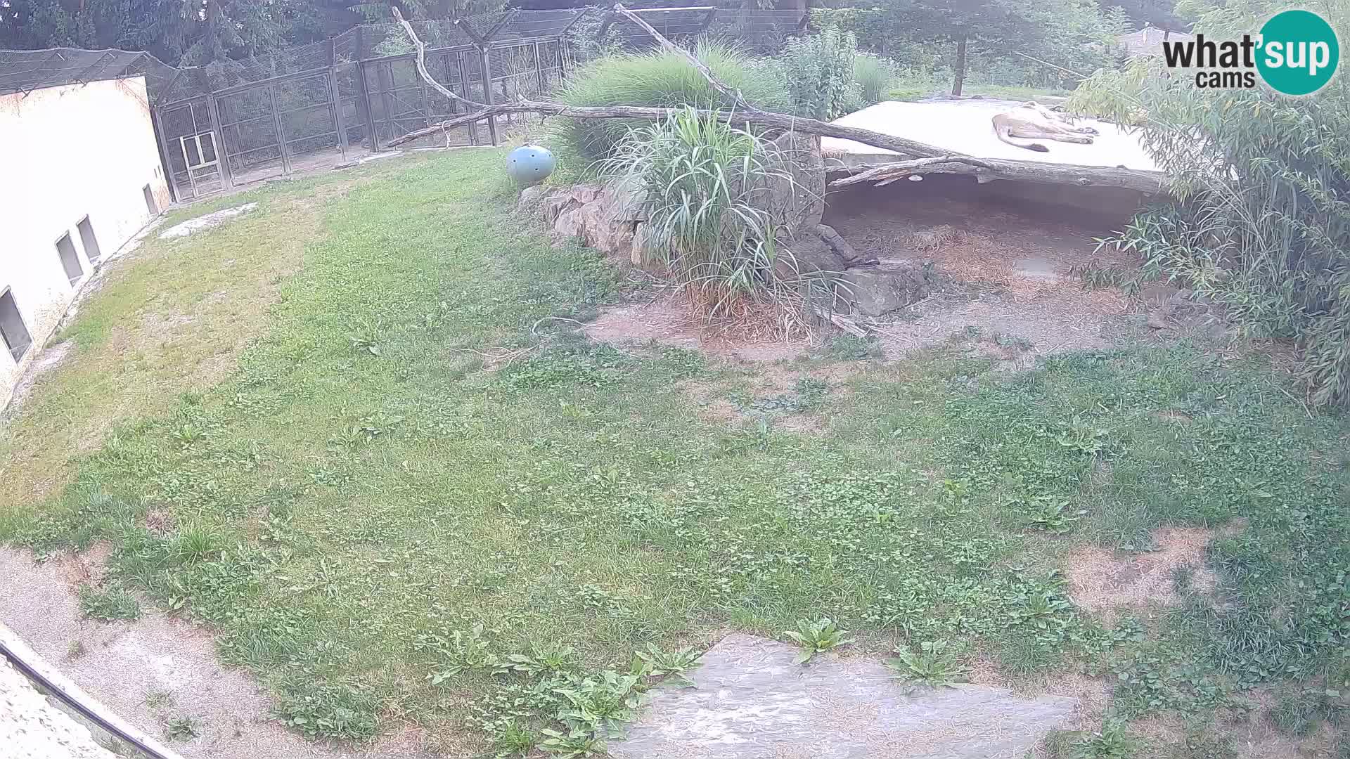 LION live Webcam in Ljubljana Zoo – Slovenia