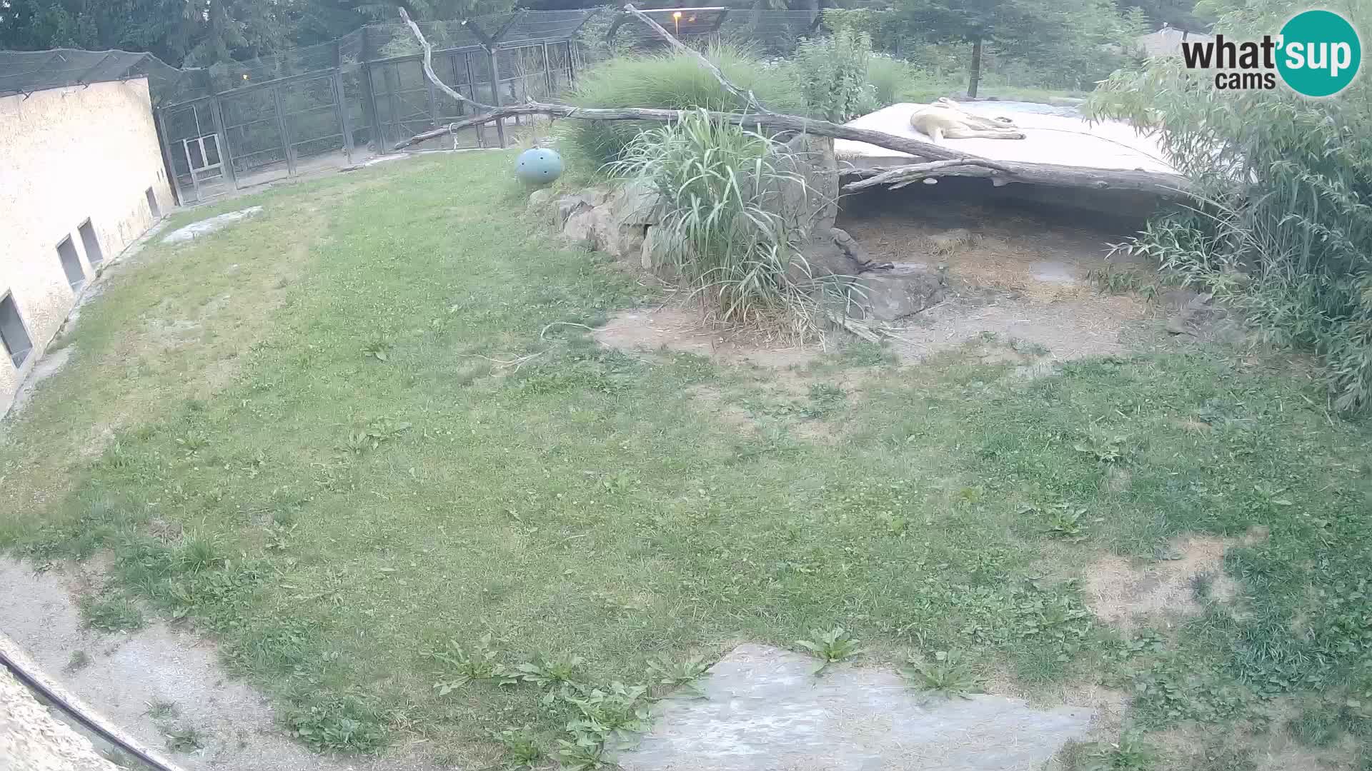 LEONE live Webcam nello zoo di Lubiana – Slovenia