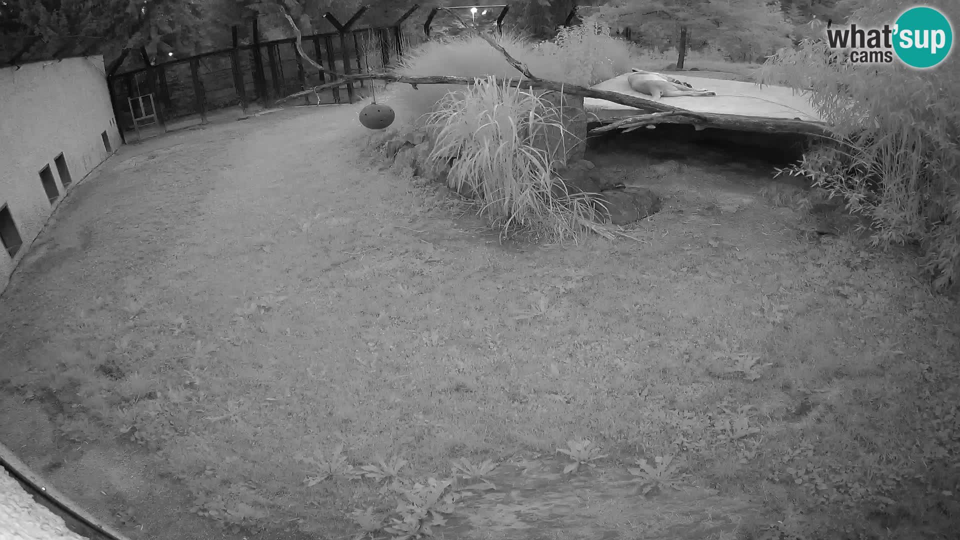LEON Webcam en vivo en Ljubljana Zoo – Eslovenia
