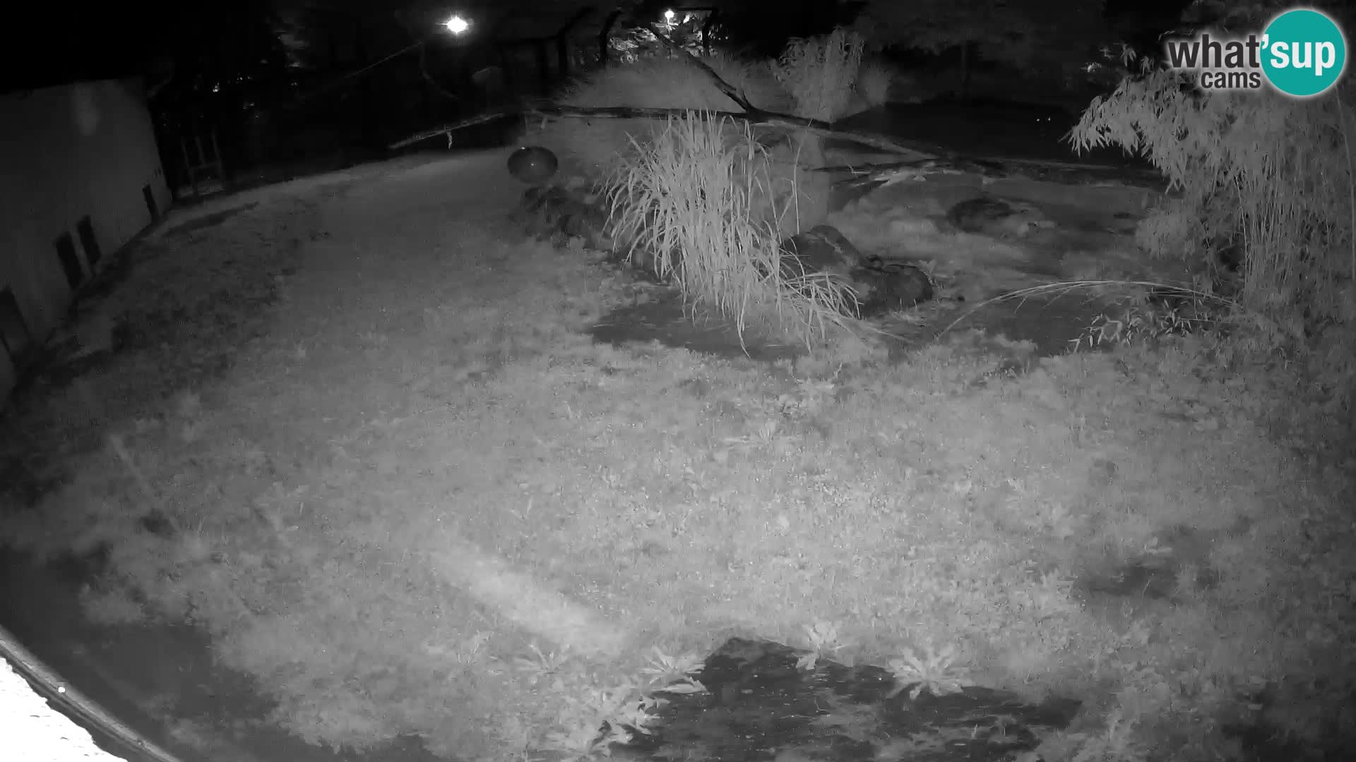 LION webcam en direct du zoo de Ljubljana – Slovénie