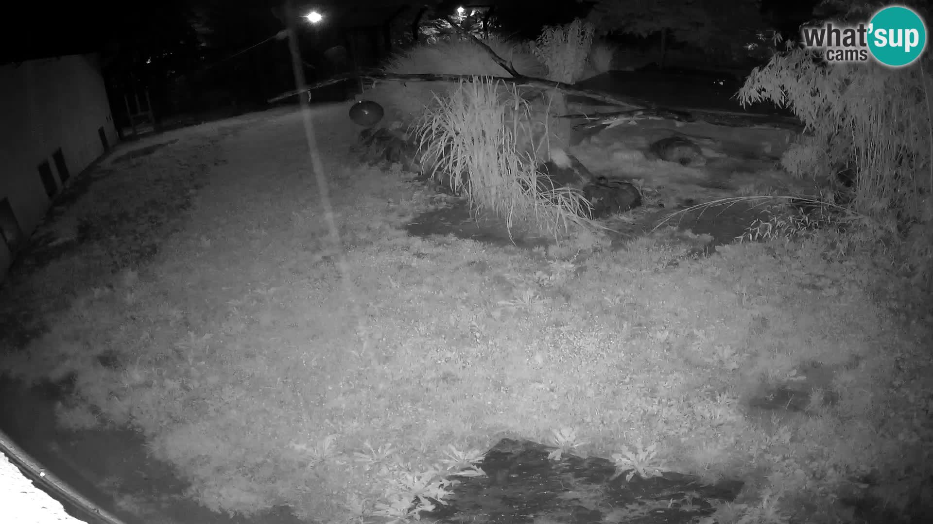 LION live Webcam in Ljubljana Zoo – Slovenia