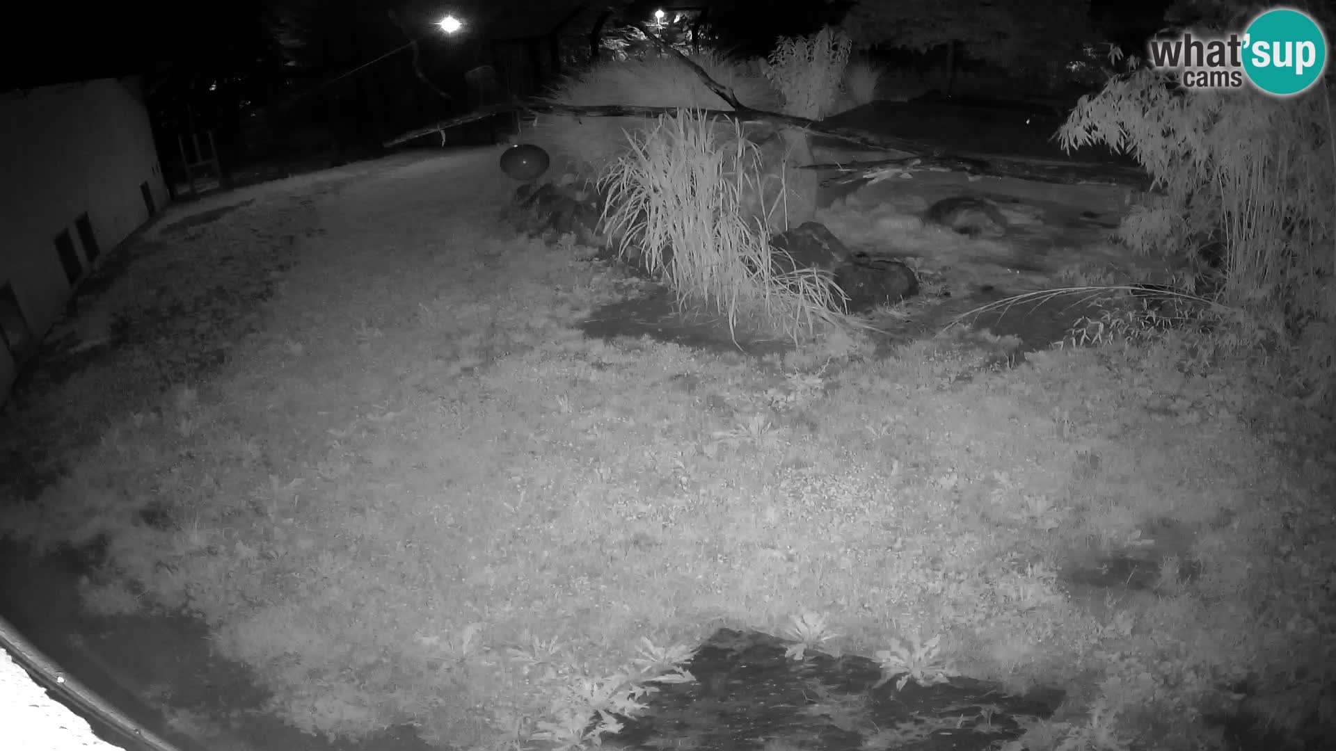 LION live Webcam in Ljubljana Zoo – Slovenia