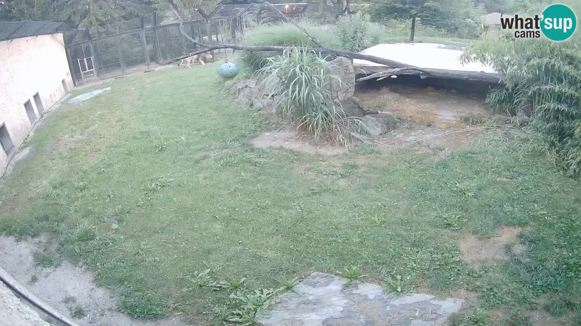 LEON Webcam en vivo en Ljubljana Zoo – Eslovenia