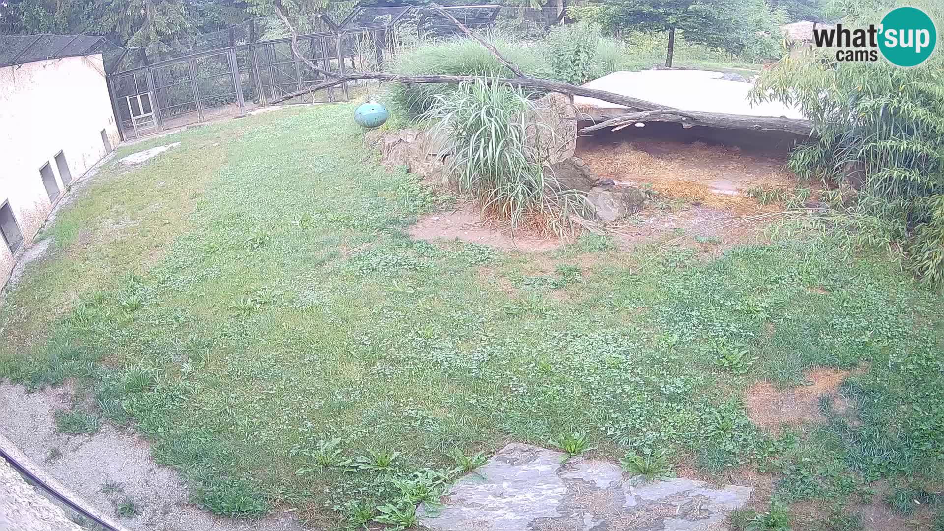 LEVI spletna kamera v živalskem vrtu Ljubljana Zoo