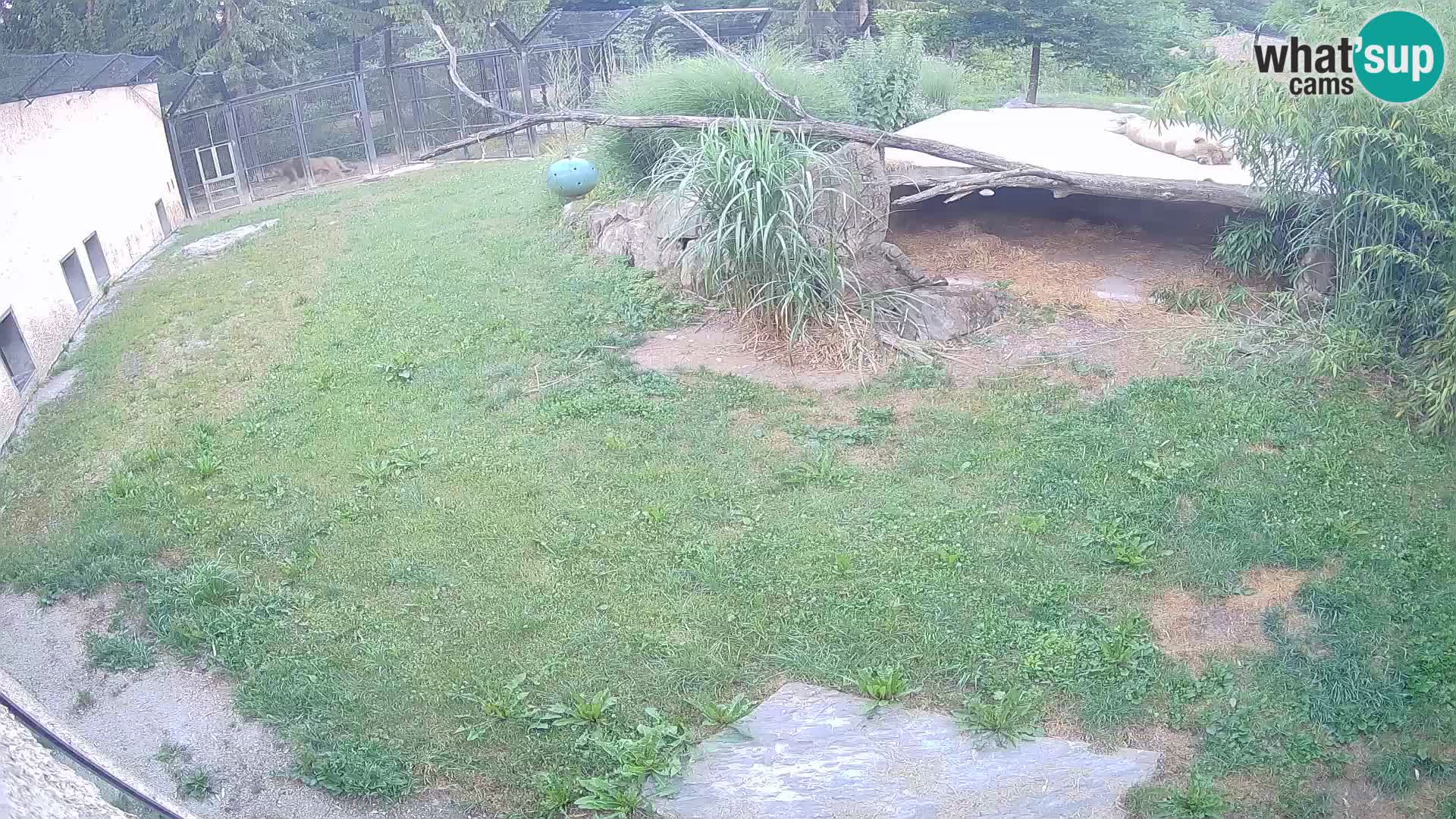 LION live Webcam in Ljubljana Zoo – Slovenia