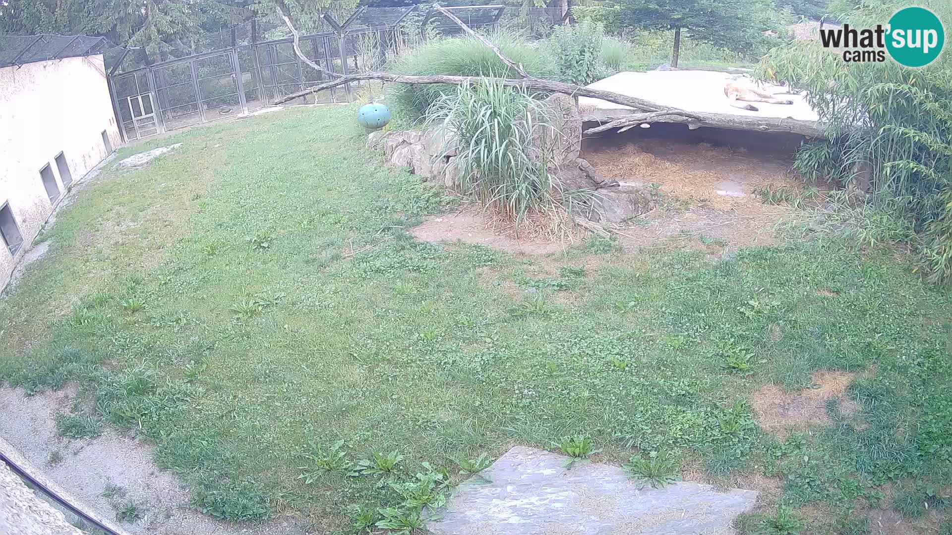 LEVI spletna kamera v živalskem vrtu Ljubljana Zoo