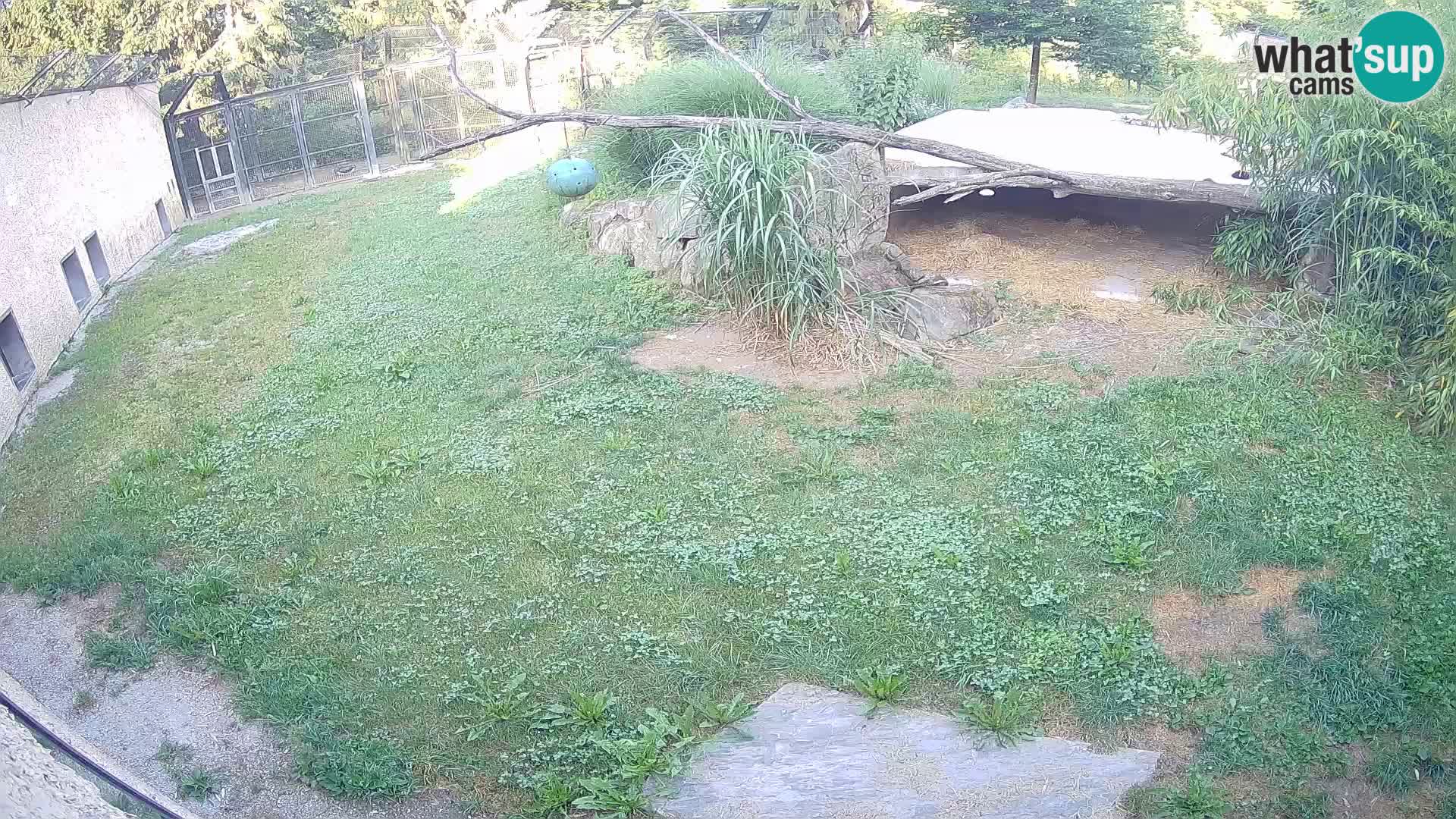 Löwe live Webcam im Zoo von Ljubljana – Slowenien