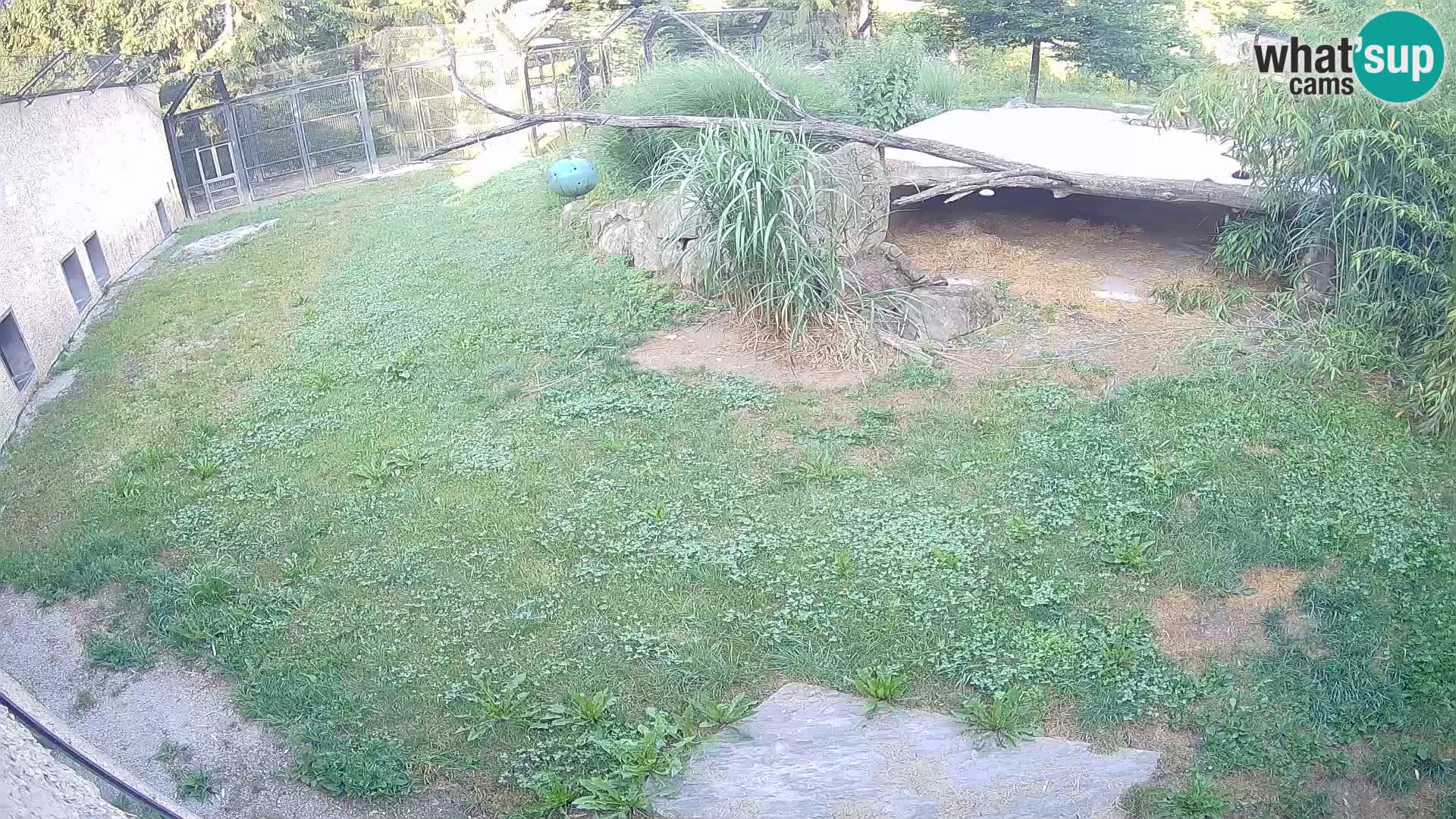 LEVI spletna kamera v živalskem vrtu Ljubljana Zoo
