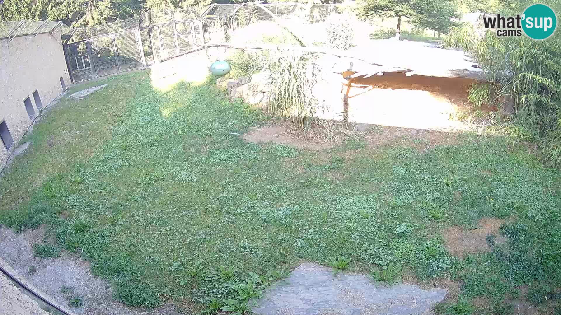 LEONE live Webcam nello zoo di Lubiana – Slovenia