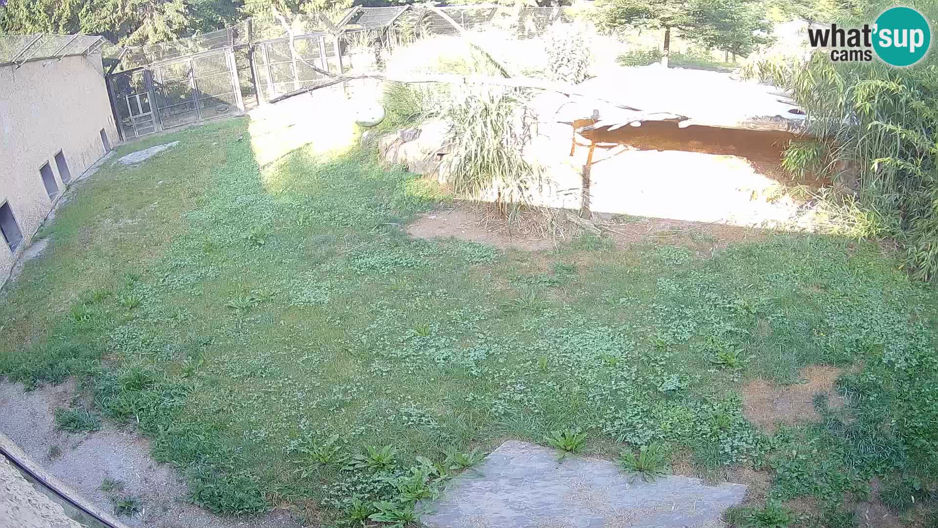Löwe live Webcam im Zoo von Ljubljana – Slowenien