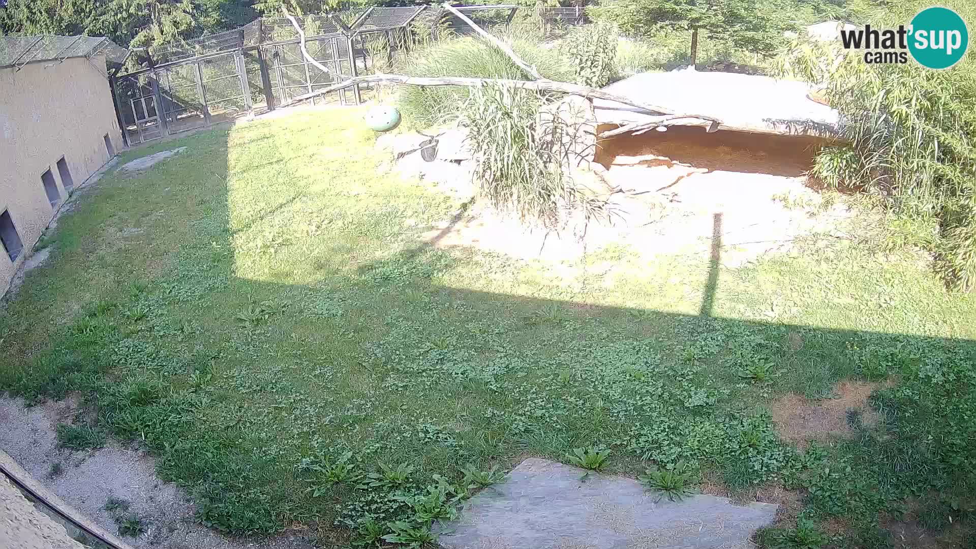 Löwe live Webcam im Zoo von Ljubljana – Slowenien