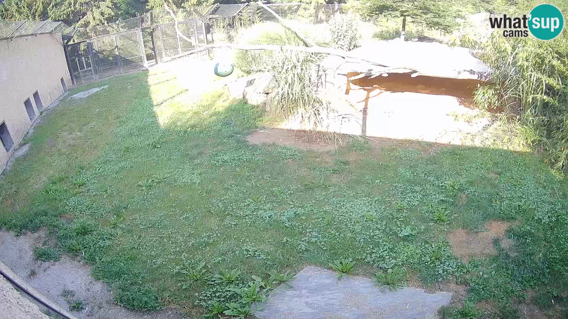 Löwe live Webcam im Zoo von Ljubljana – Slowenien