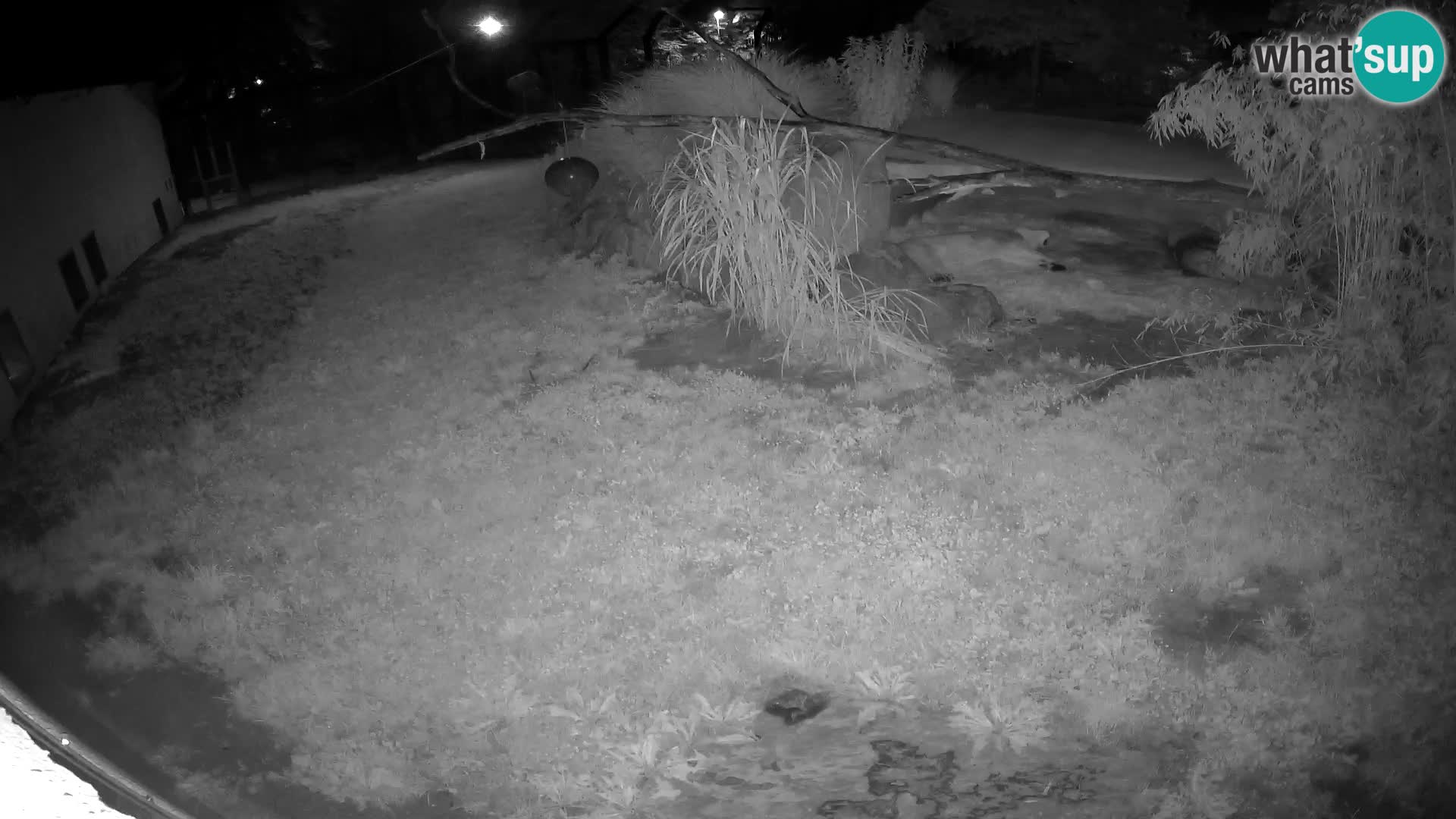 Löwe live Webcam im Zoo von Ljubljana – Slowenien