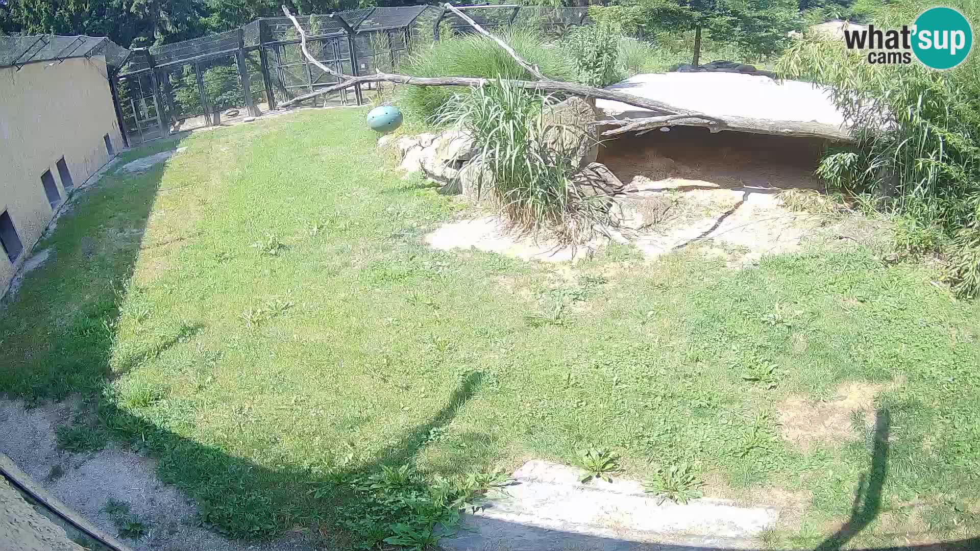 LEON Webcam en vivo en Ljubljana Zoo – Eslovenia