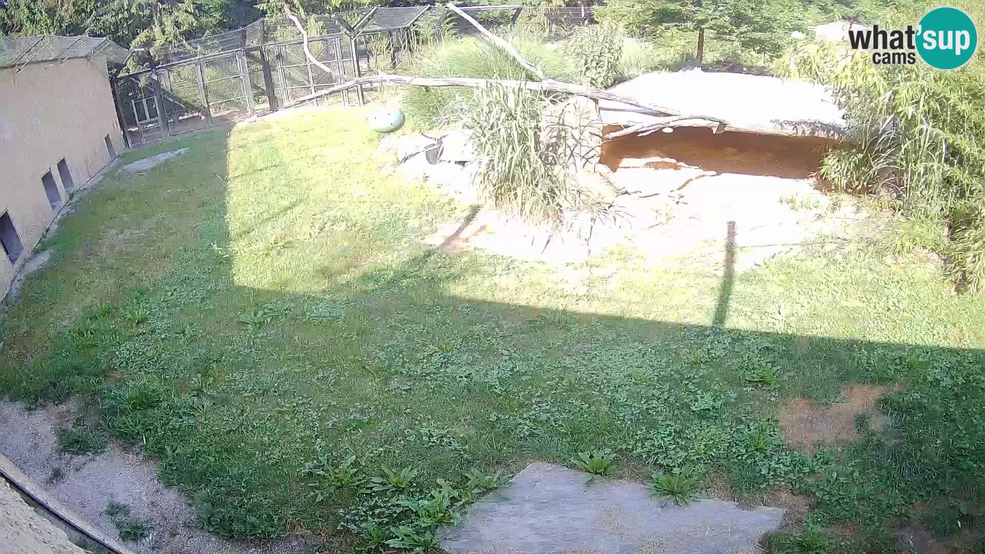 LION webcam en direct du zoo de Ljubljana – Slovénie