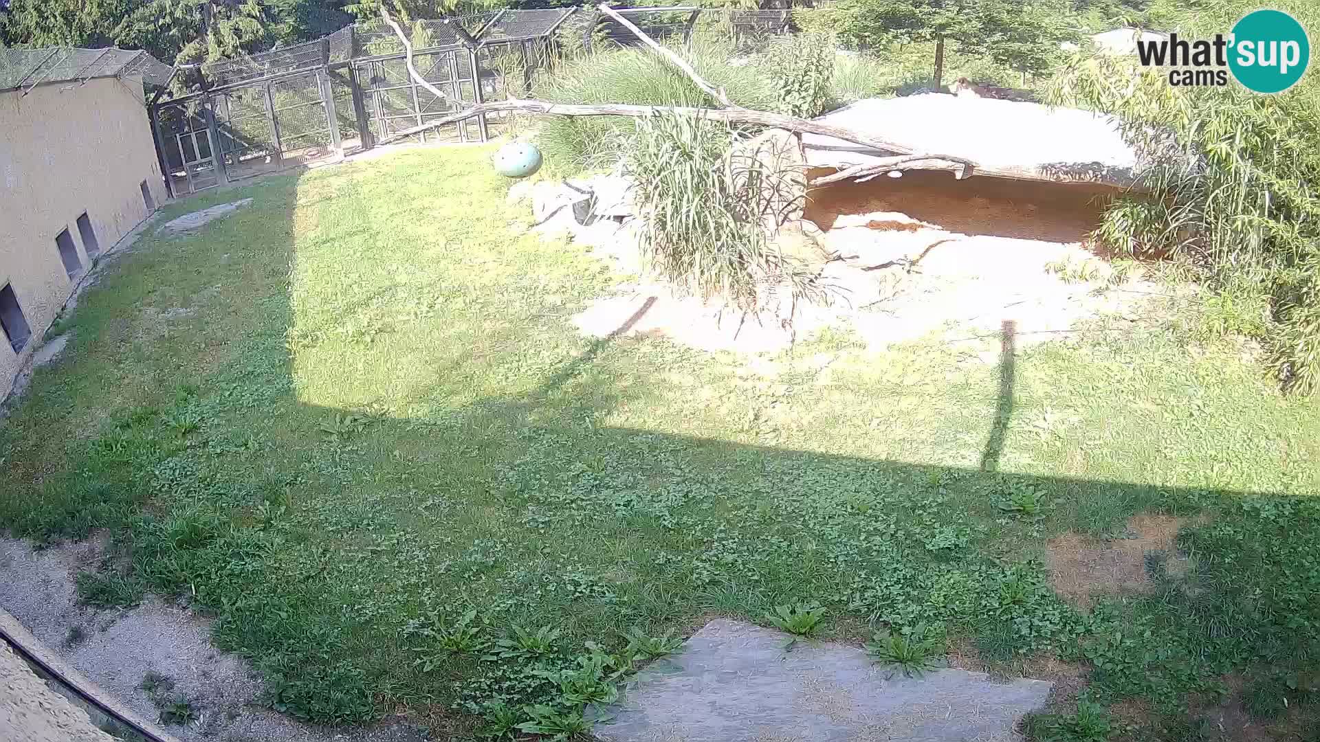 LION live Webcam in Ljubljana Zoo – Slovenia