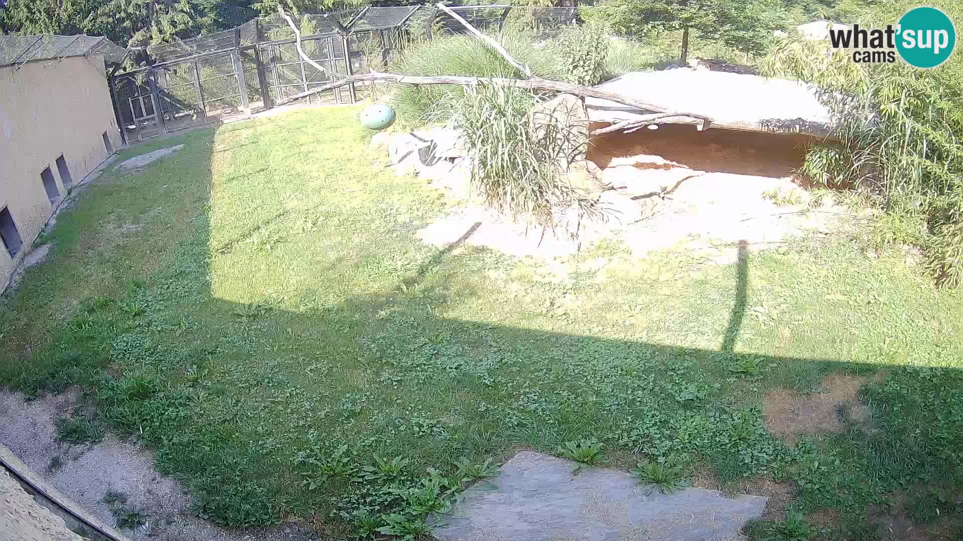 LEONE live Webcam nello zoo di Lubiana – Slovenia