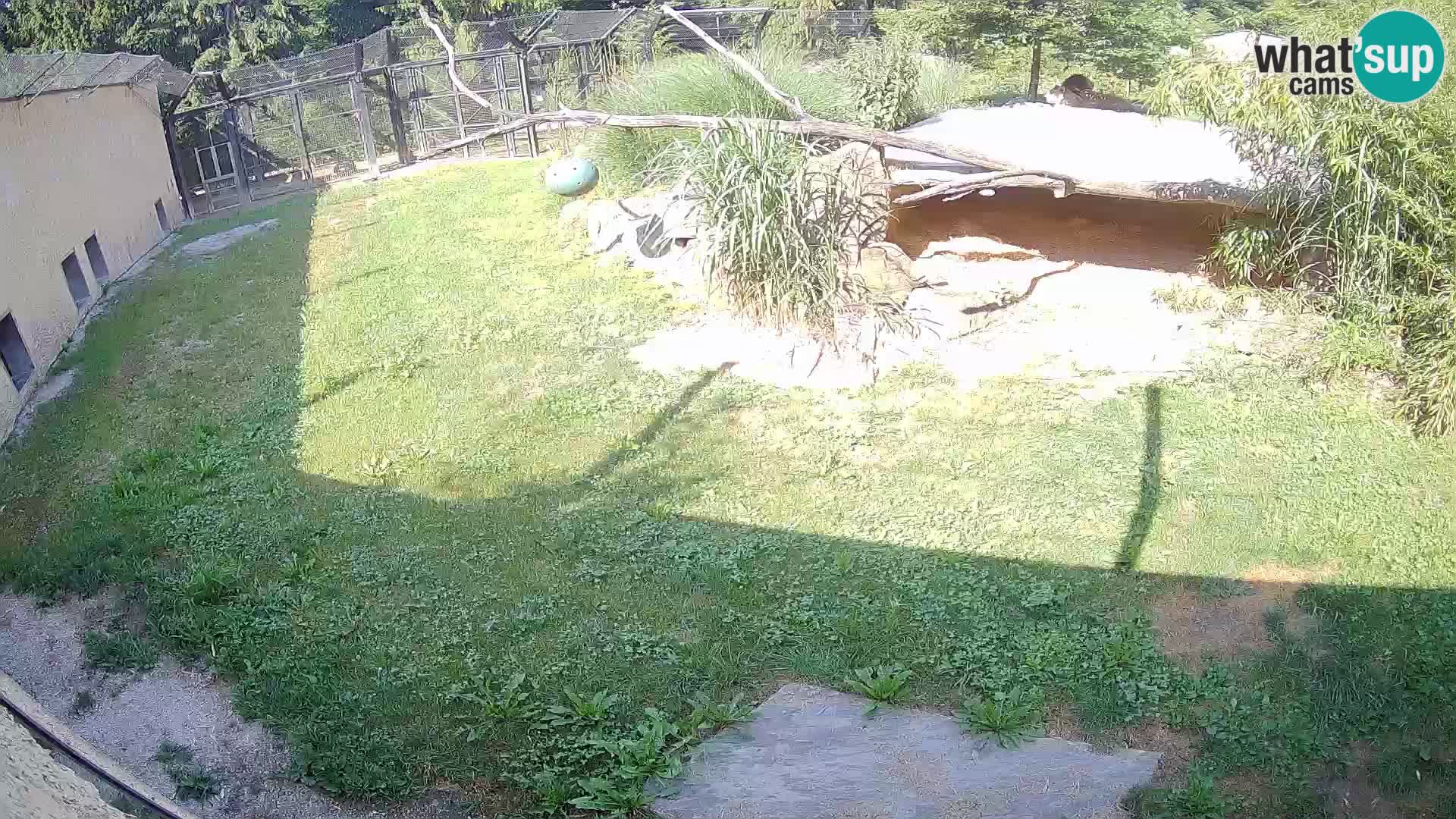 LEON Webcam en vivo en Ljubljana Zoo – Eslovenia