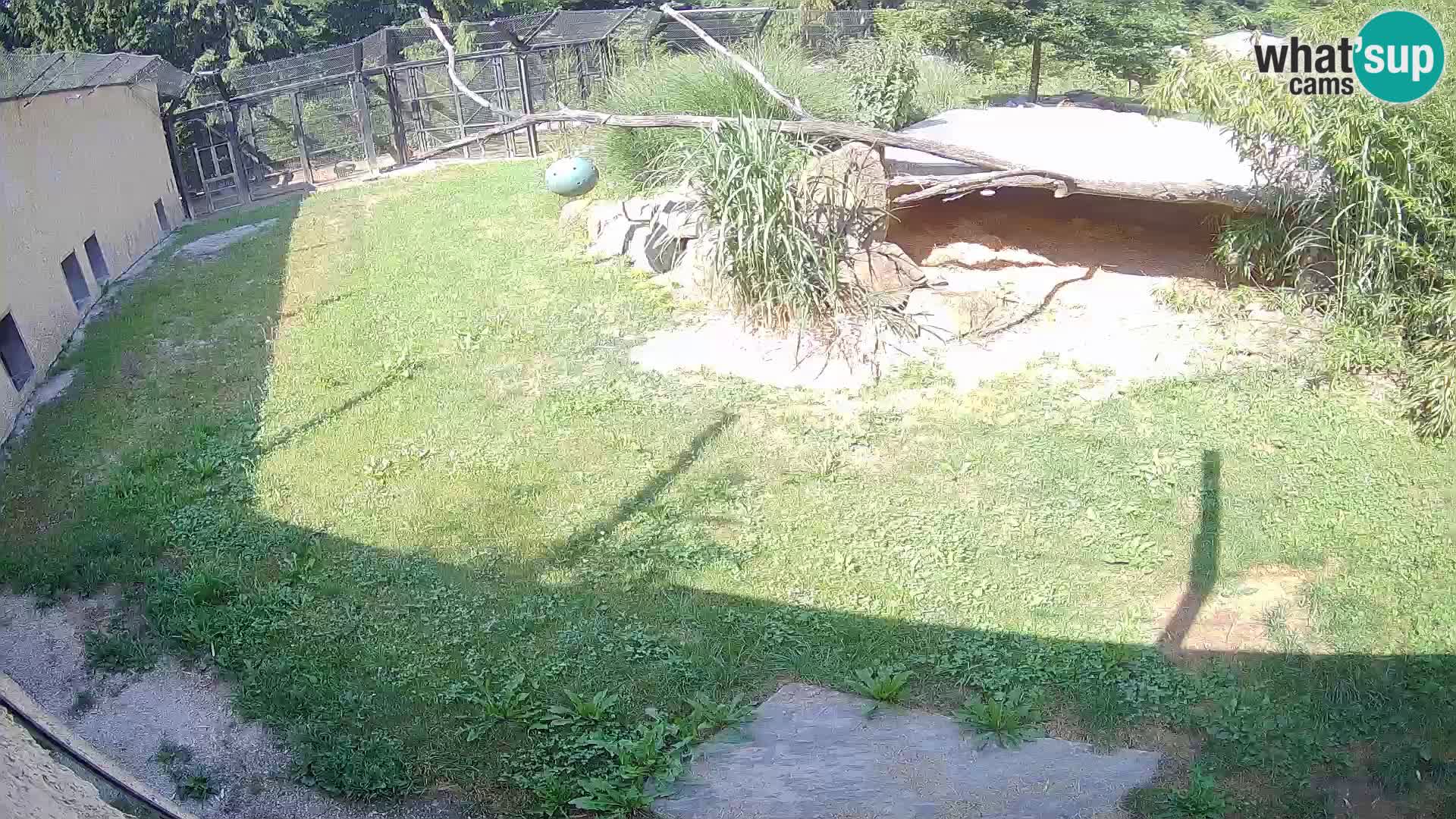LEON Webcam en vivo en Ljubljana Zoo – Eslovenia
