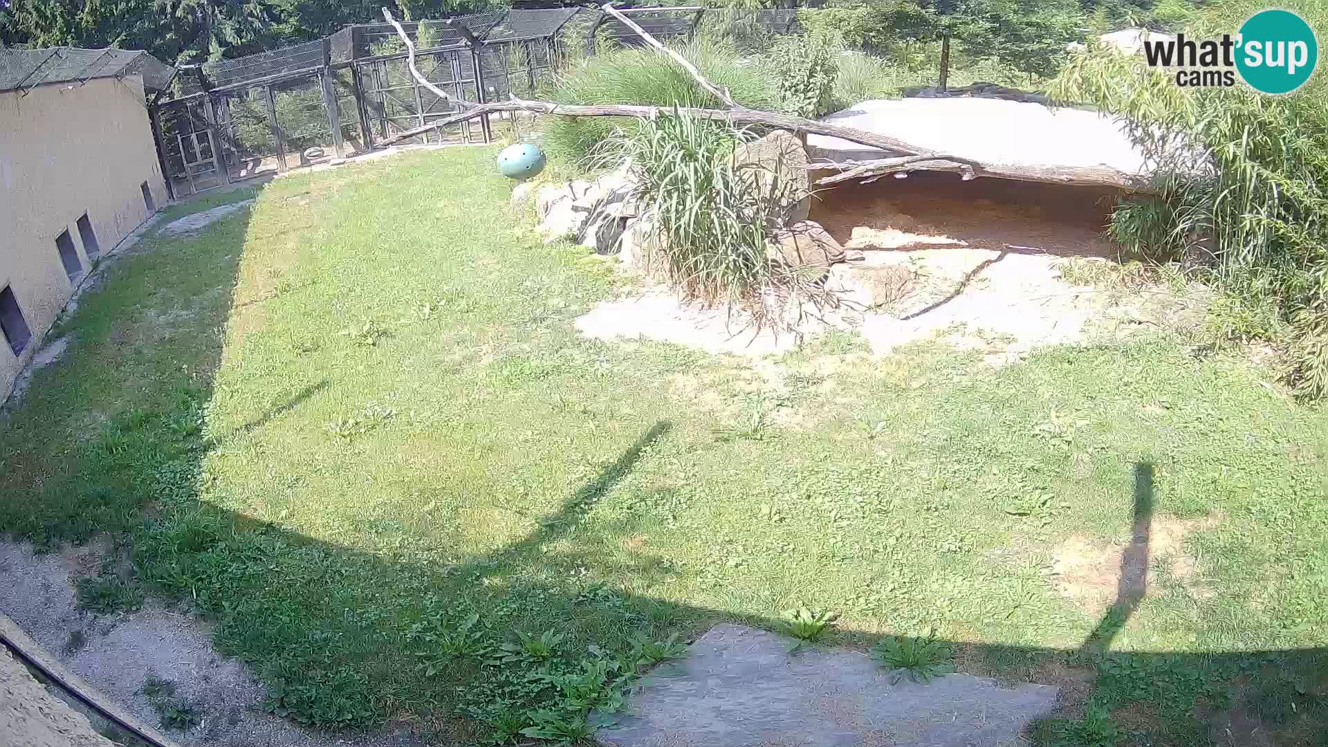 Löwe live Webcam im Zoo von Ljubljana – Slowenien