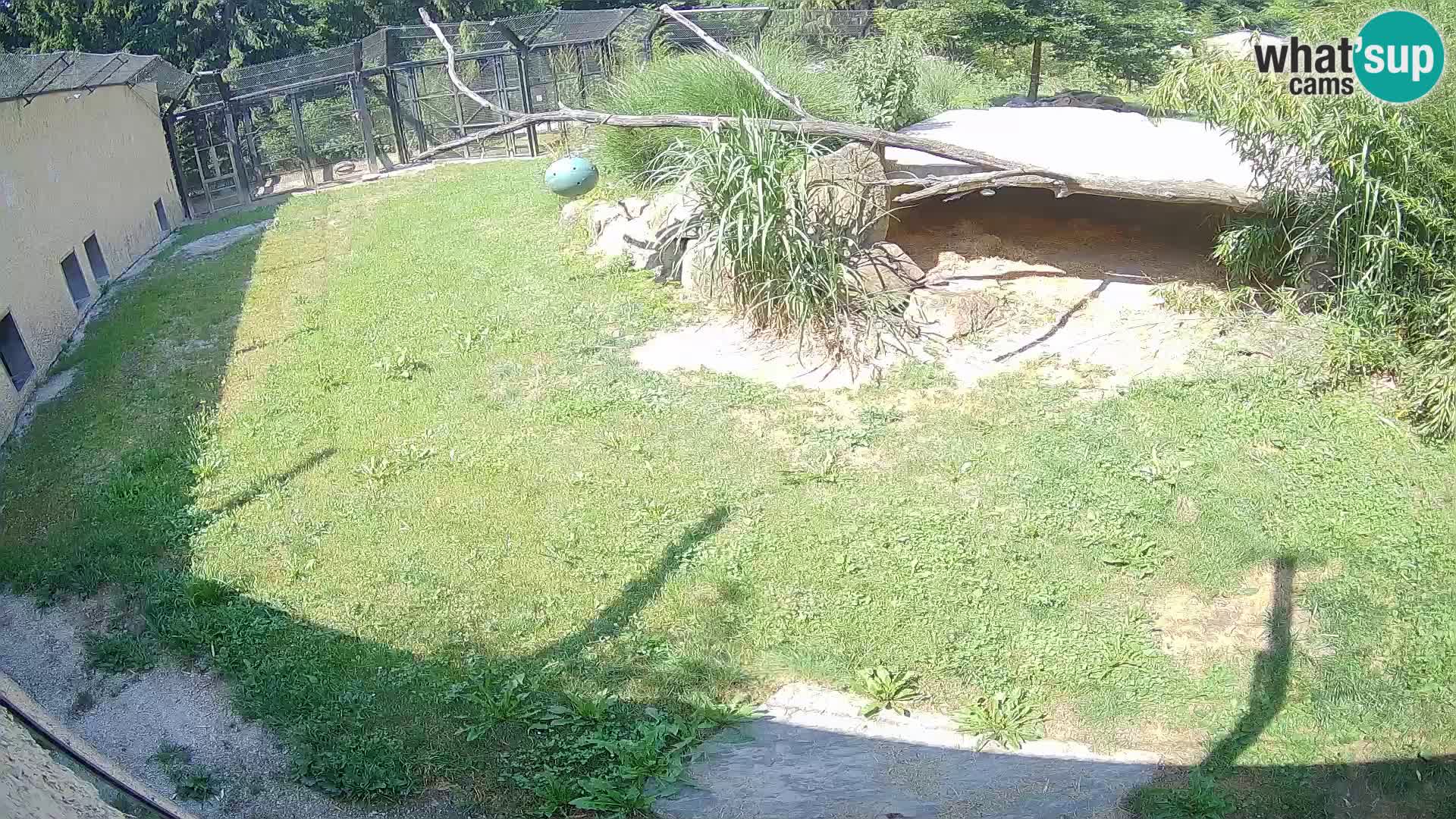 LEON Webcam en vivo en Ljubljana Zoo – Eslovenia