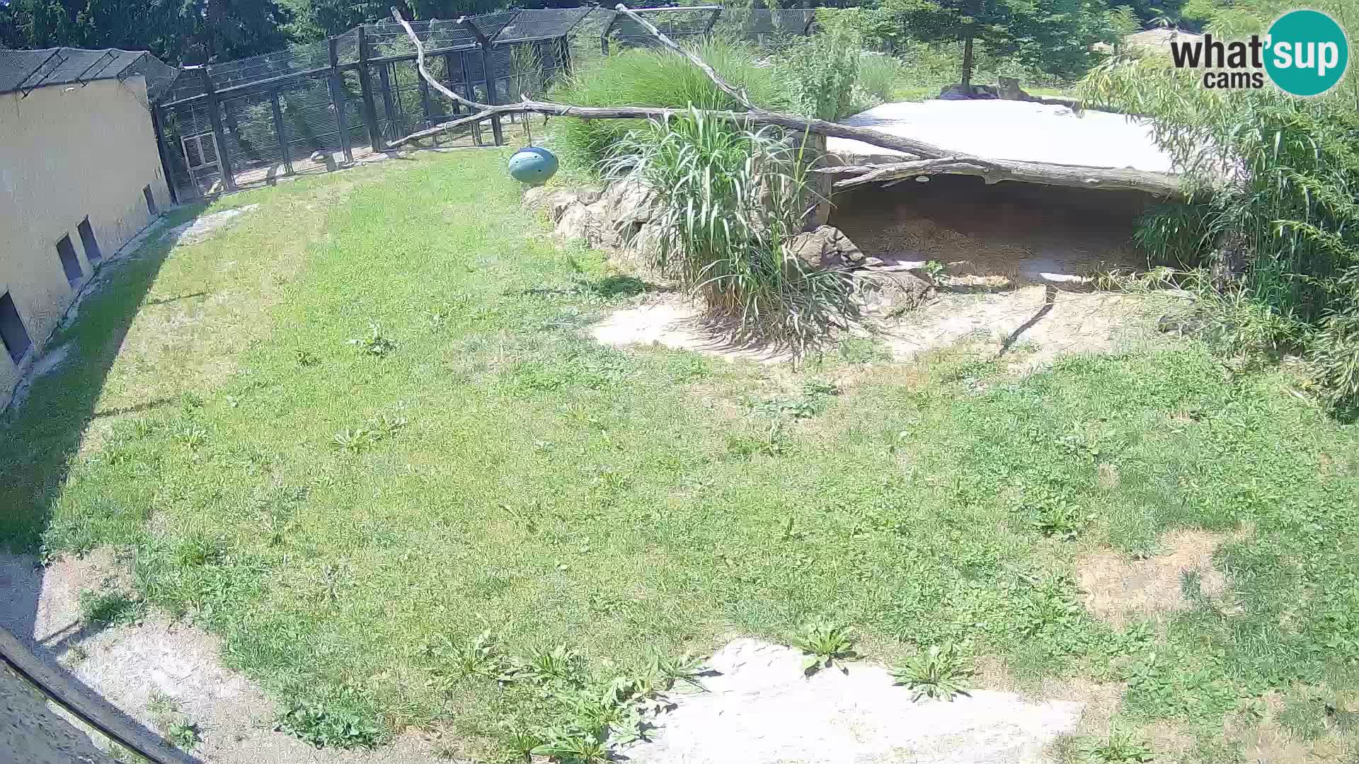 Löwe live Webcam im Zoo von Ljubljana – Slowenien