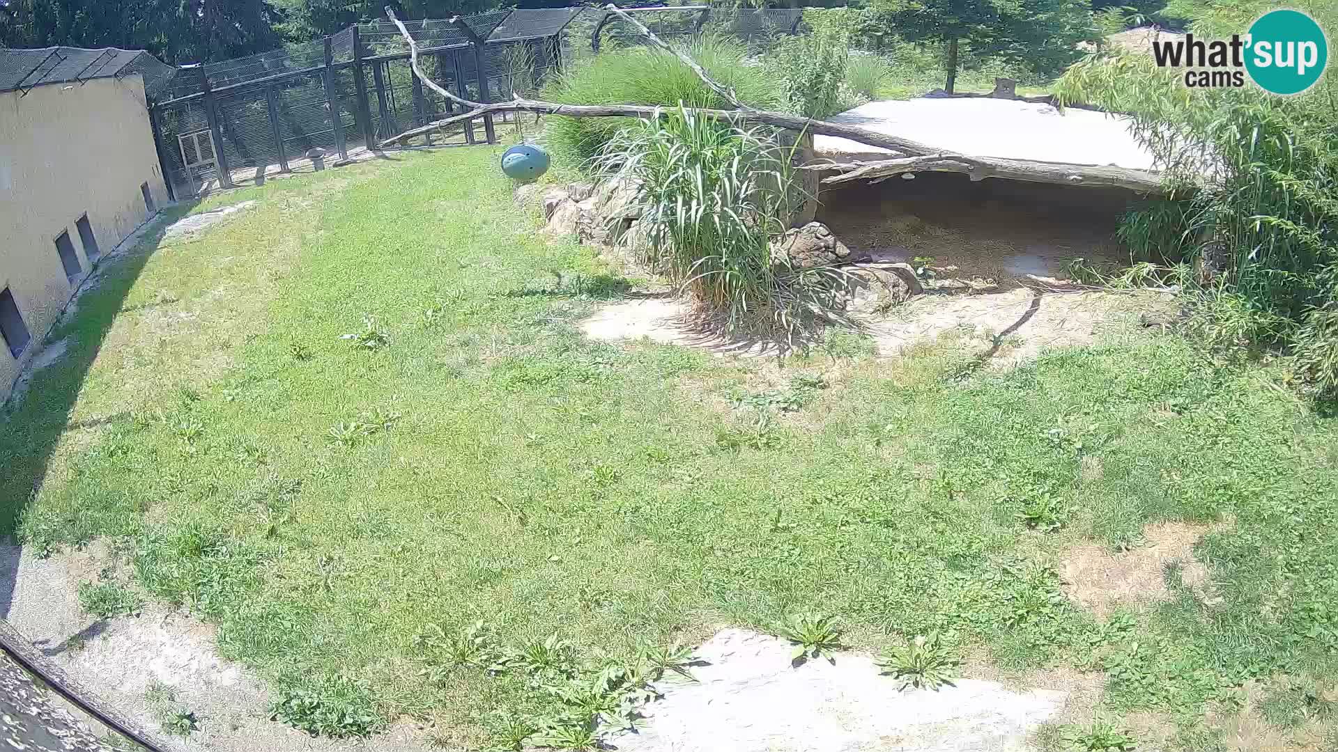 LION live Webcam in Ljubljana Zoo – Slovenia
