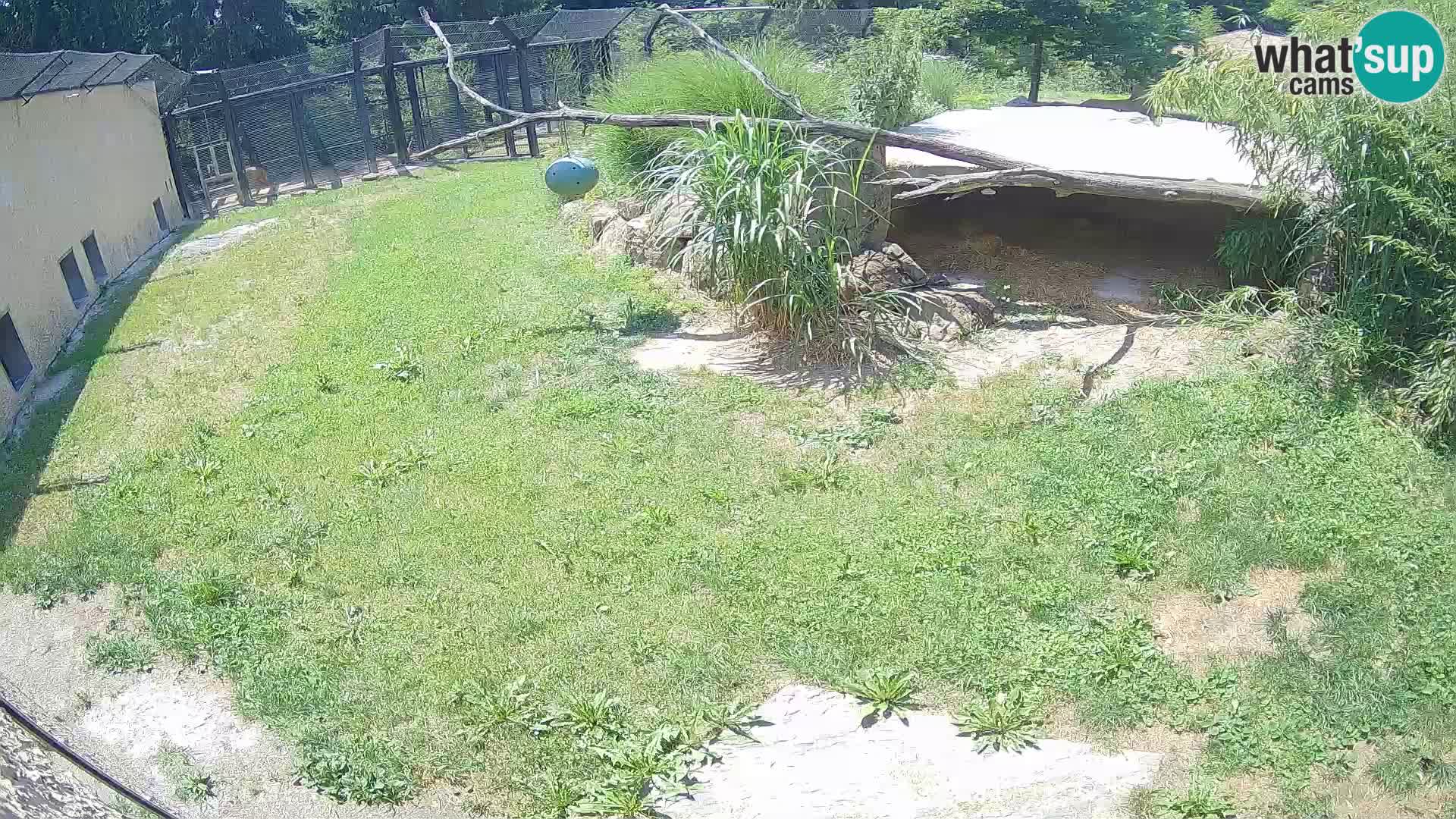 LION live Webcam in Ljubljana Zoo – Slovenia