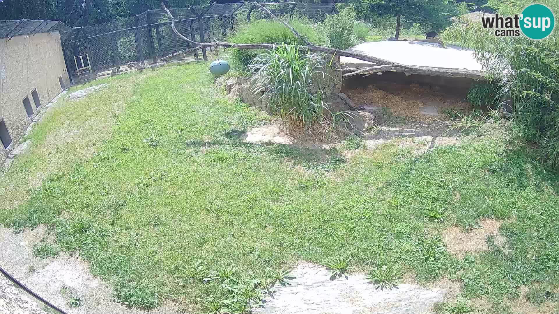 Lavovi web kamera uživo u ljubljanskom zoološkom vrtu – Slovenija