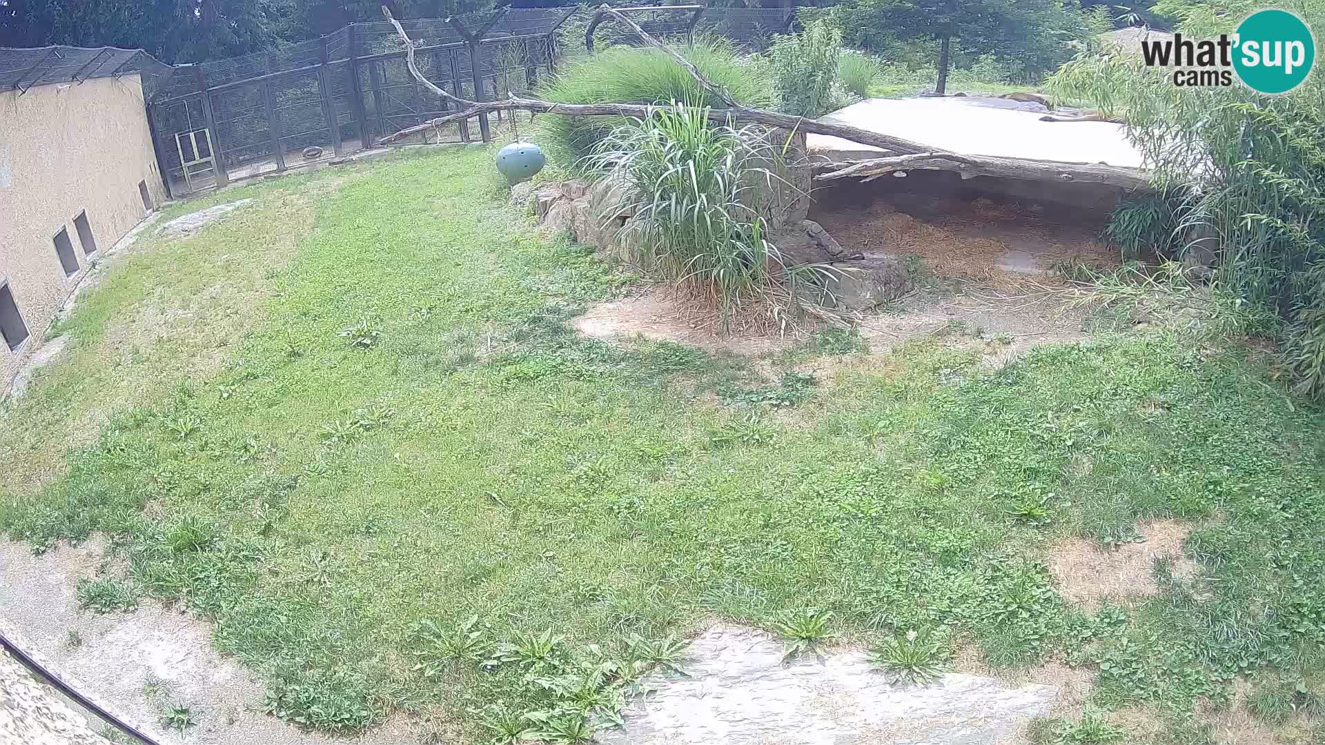 LION live Webcam in Ljubljana Zoo – Slovenia