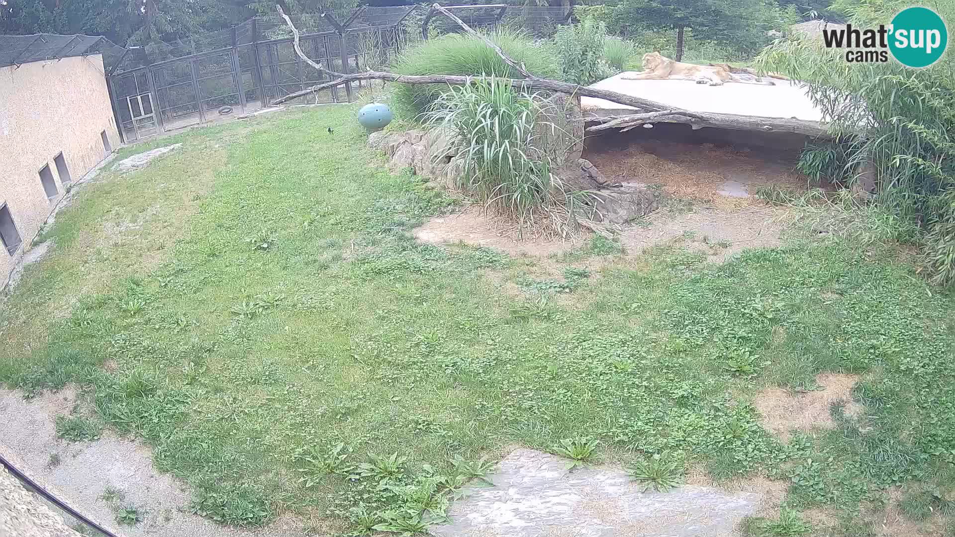 LION live Webcam in Ljubljana Zoo – Slovenia