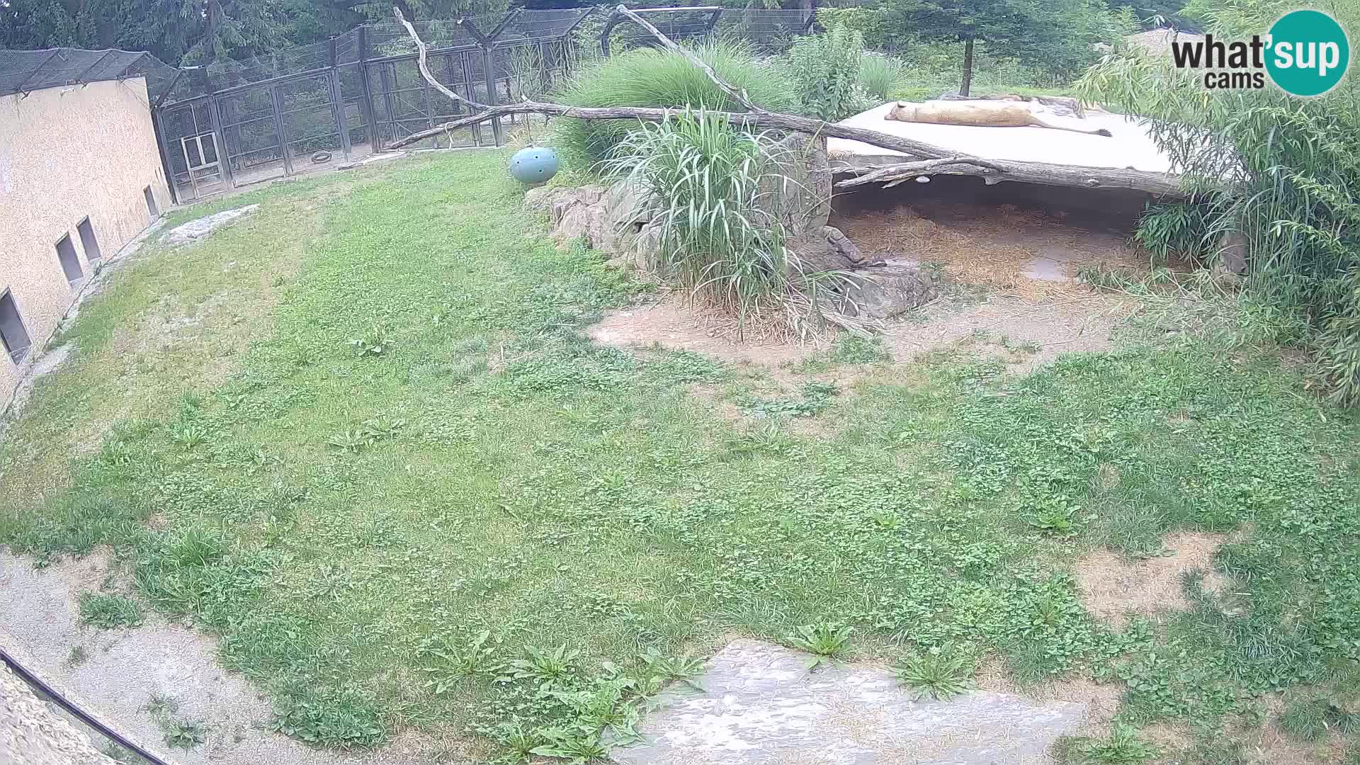 LION live Webcam in Ljubljana Zoo – Slovenia