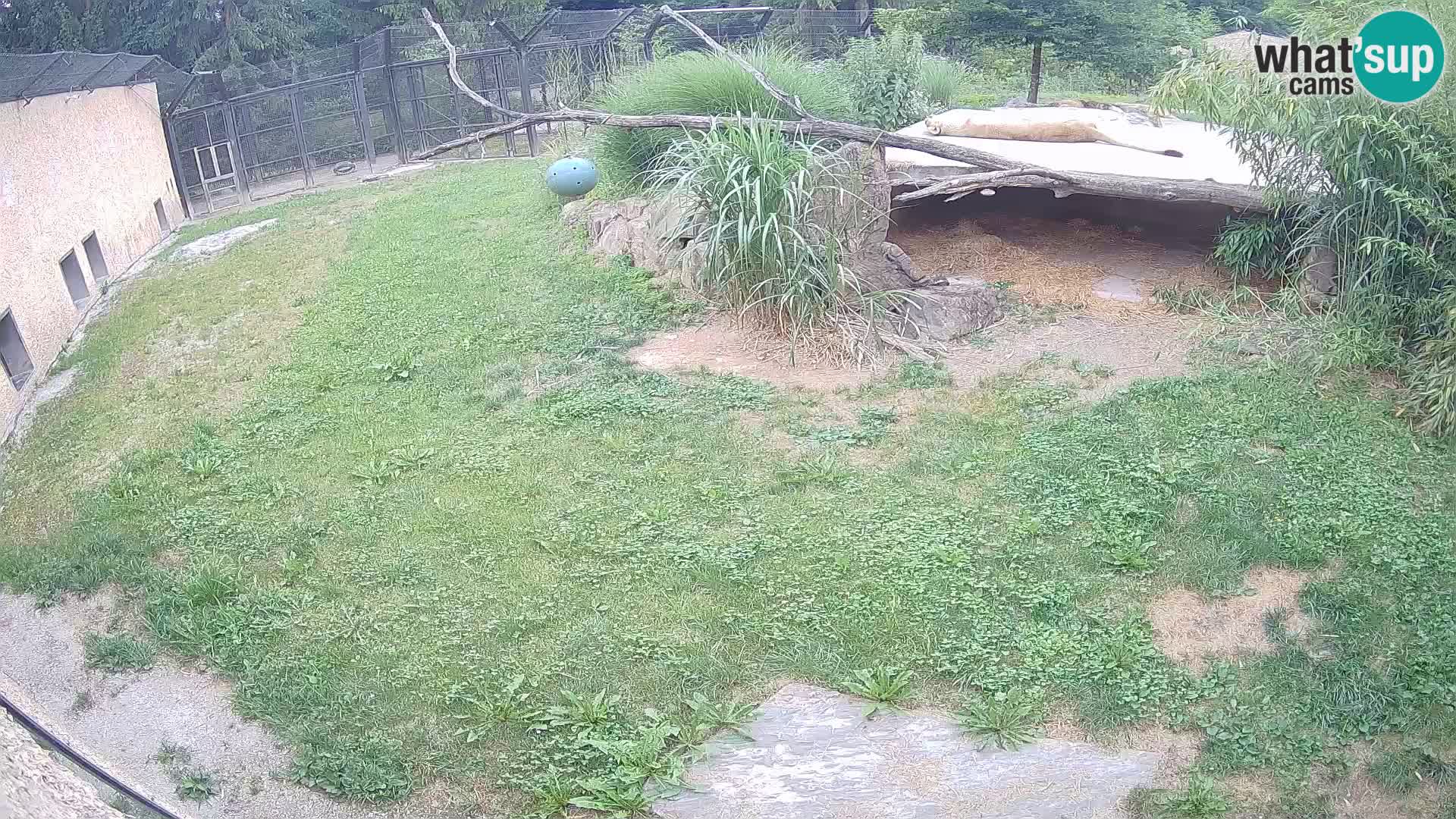 LION webcam en direct du zoo de Ljubljana – Slovénie
