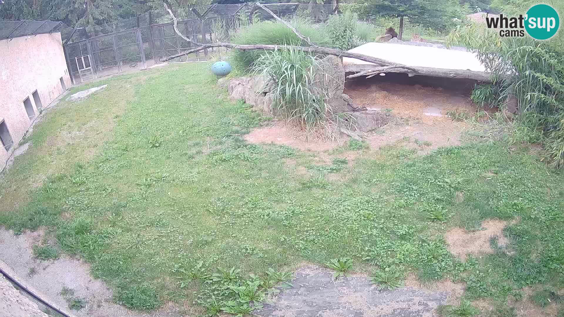 Löwe live Webcam im Zoo von Ljubljana – Slowenien