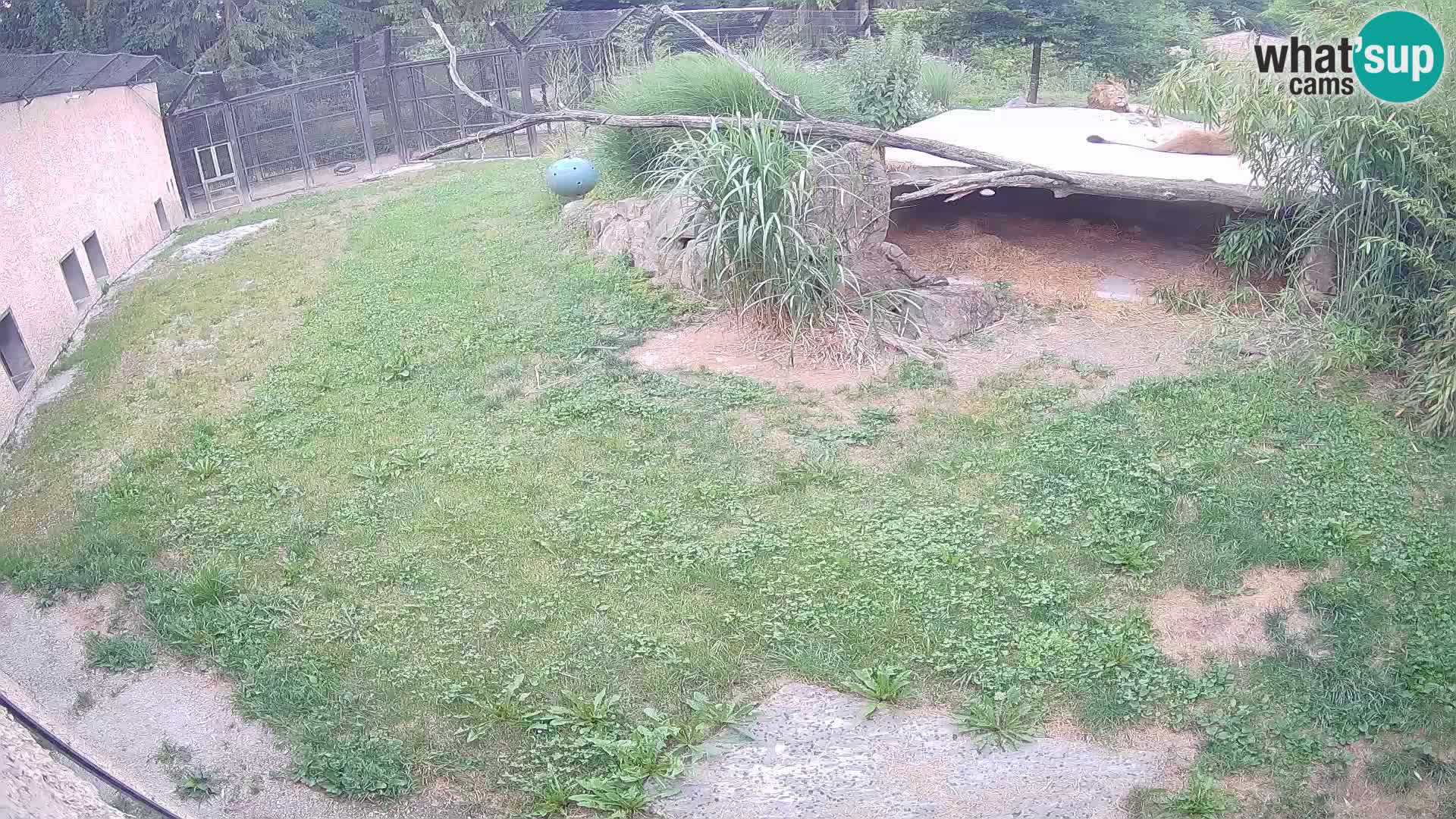 LEVI spletna kamera v živalskem vrtu Ljubljana Zoo