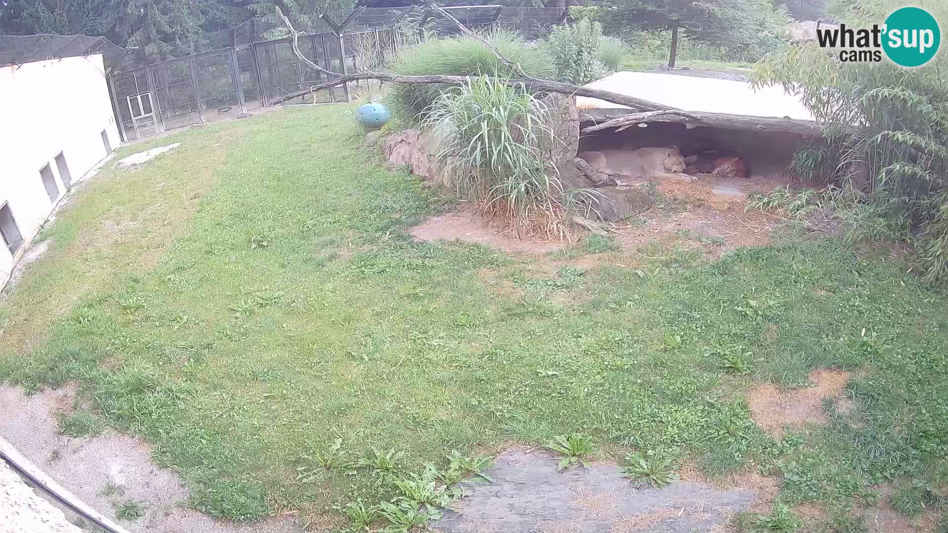 LEVI spletna kamera v živalskem vrtu Ljubljana Zoo