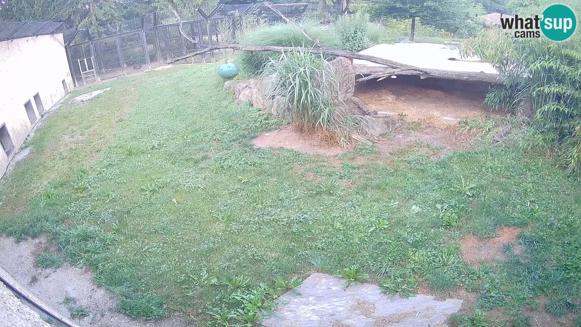 LION live Webcam in Ljubljana Zoo – Slovenia