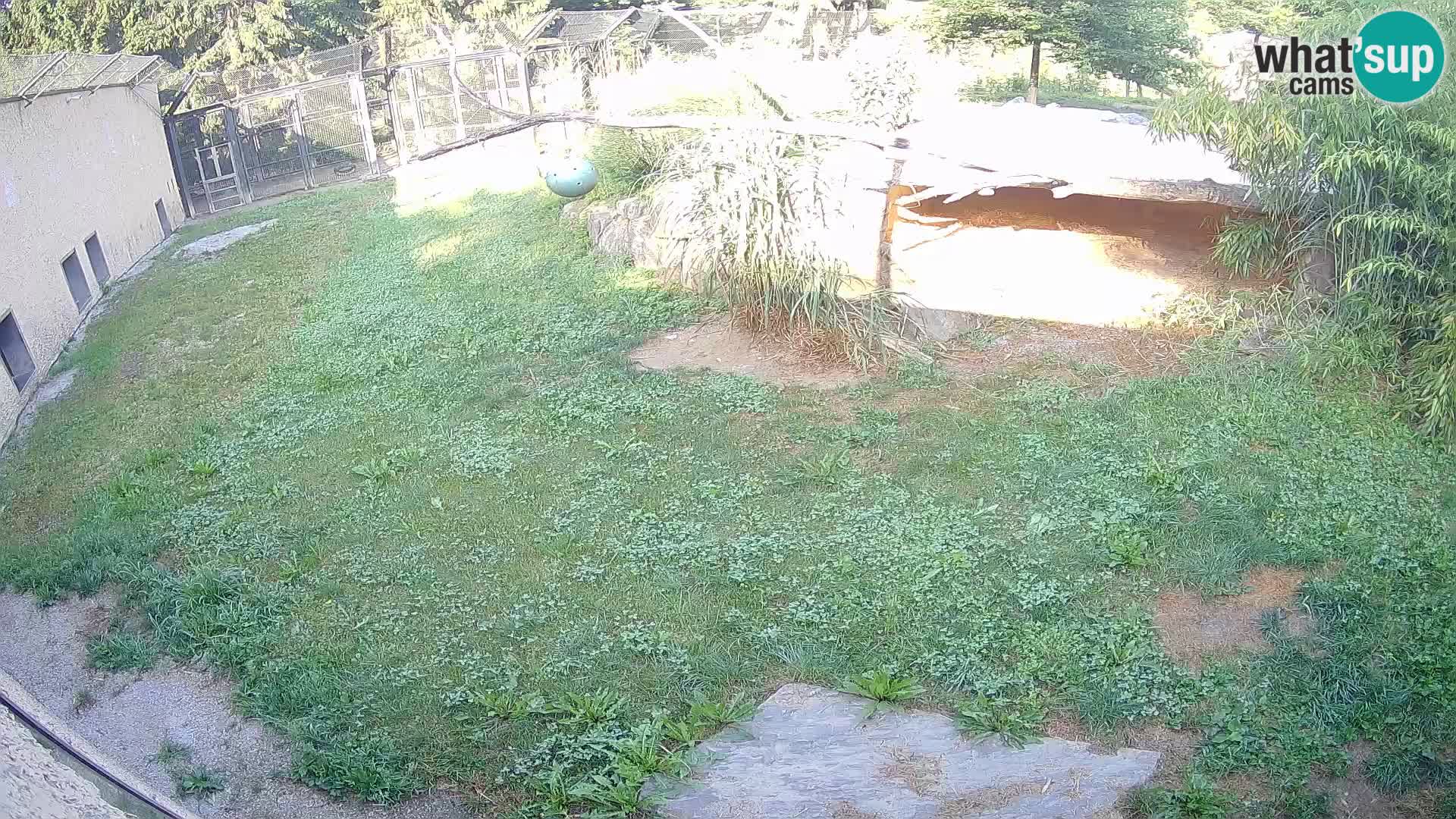 Löwe live Webcam im Zoo von Ljubljana – Slowenien