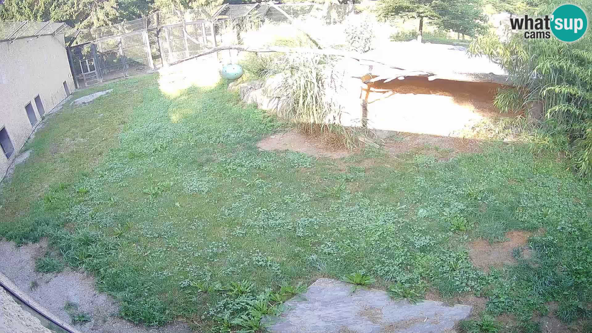 LION webcam en direct du zoo de Ljubljana – Slovénie