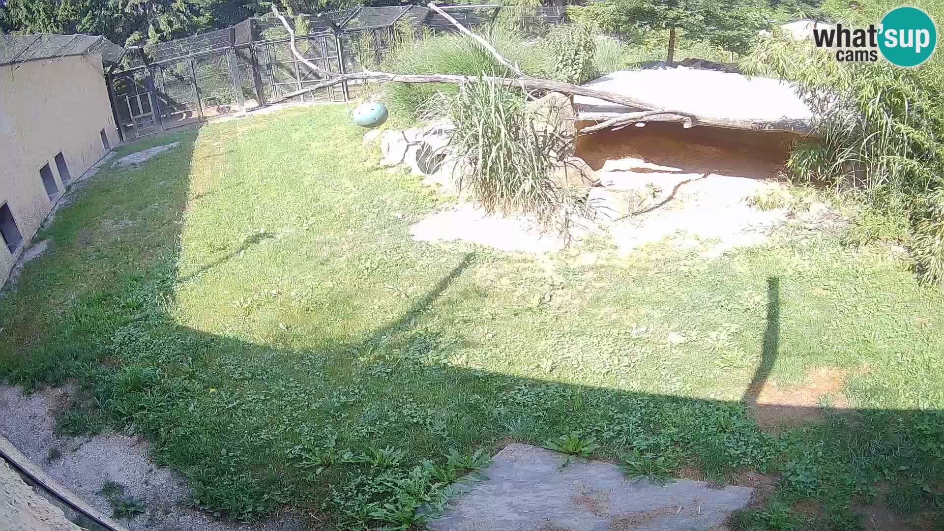 LEON Webcam en vivo en Ljubljana Zoo – Eslovenia
