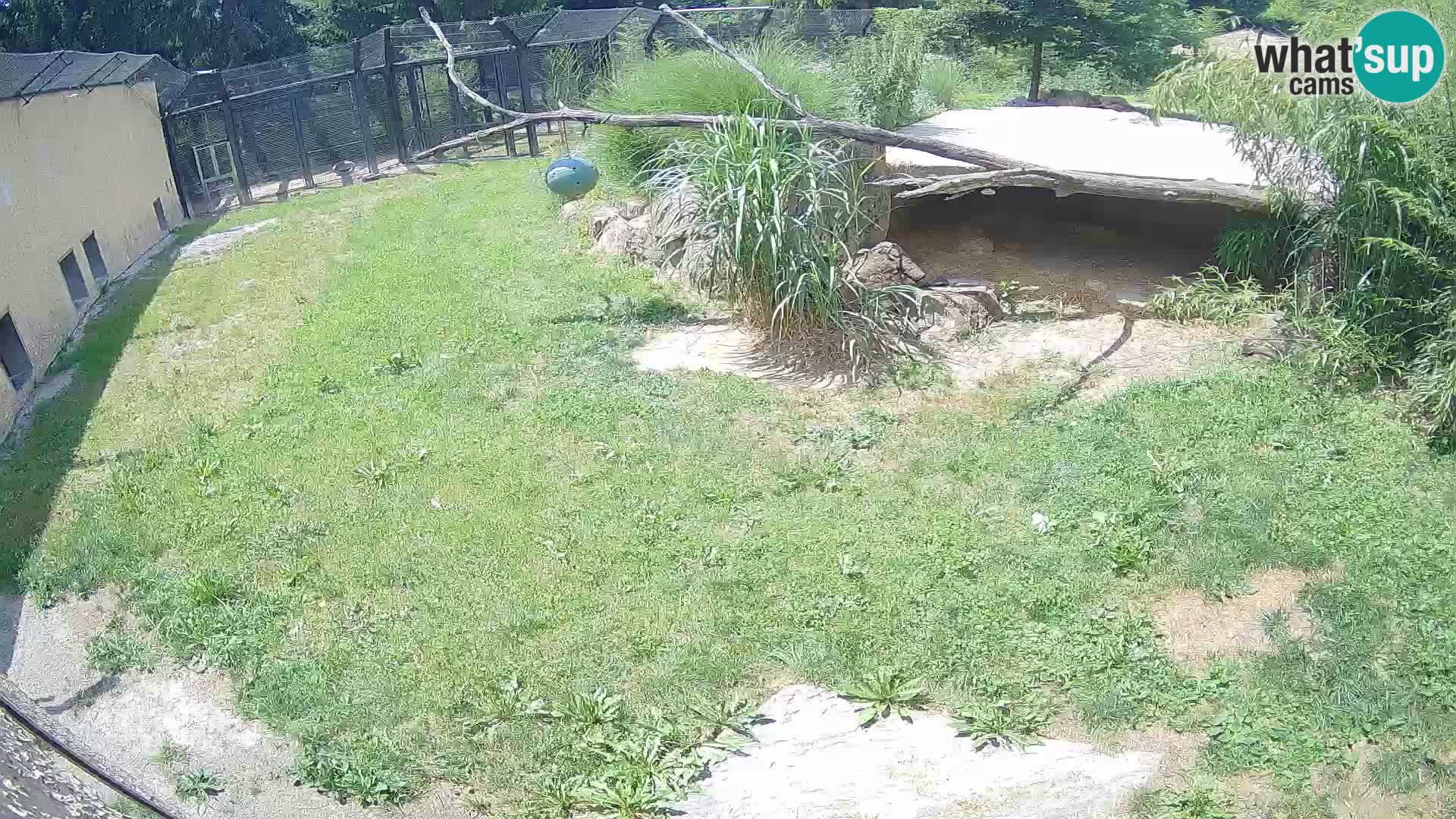 Lavovi web kamera uživo u ljubljanskom zoološkom vrtu – Slovenija