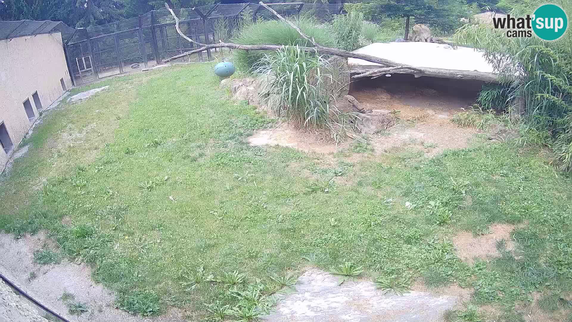 LEVI spletna kamera v živalskem vrtu Ljubljana Zoo
