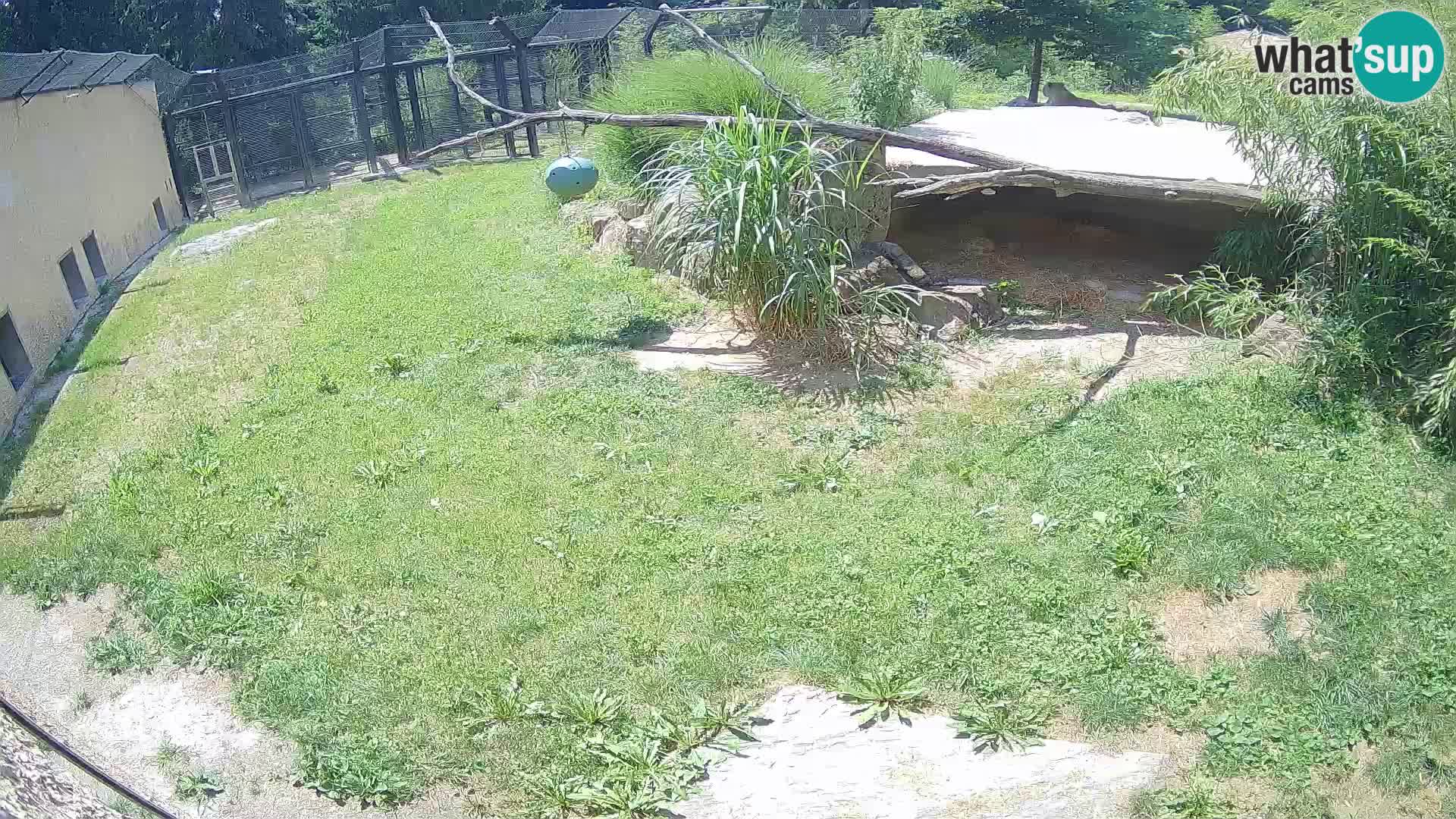 Lavovi web kamera uživo u ljubljanskom zoološkom vrtu – Slovenija