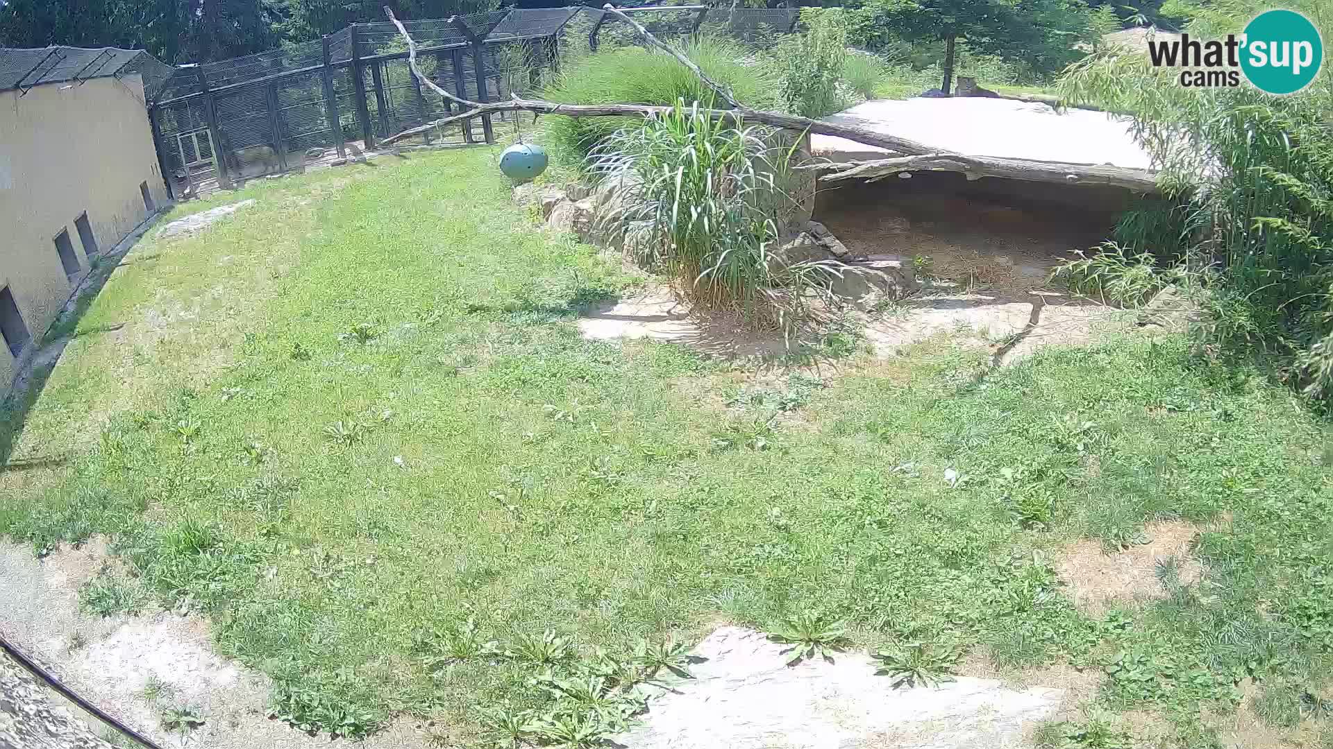 LEON Webcam en vivo en Ljubljana Zoo – Eslovenia