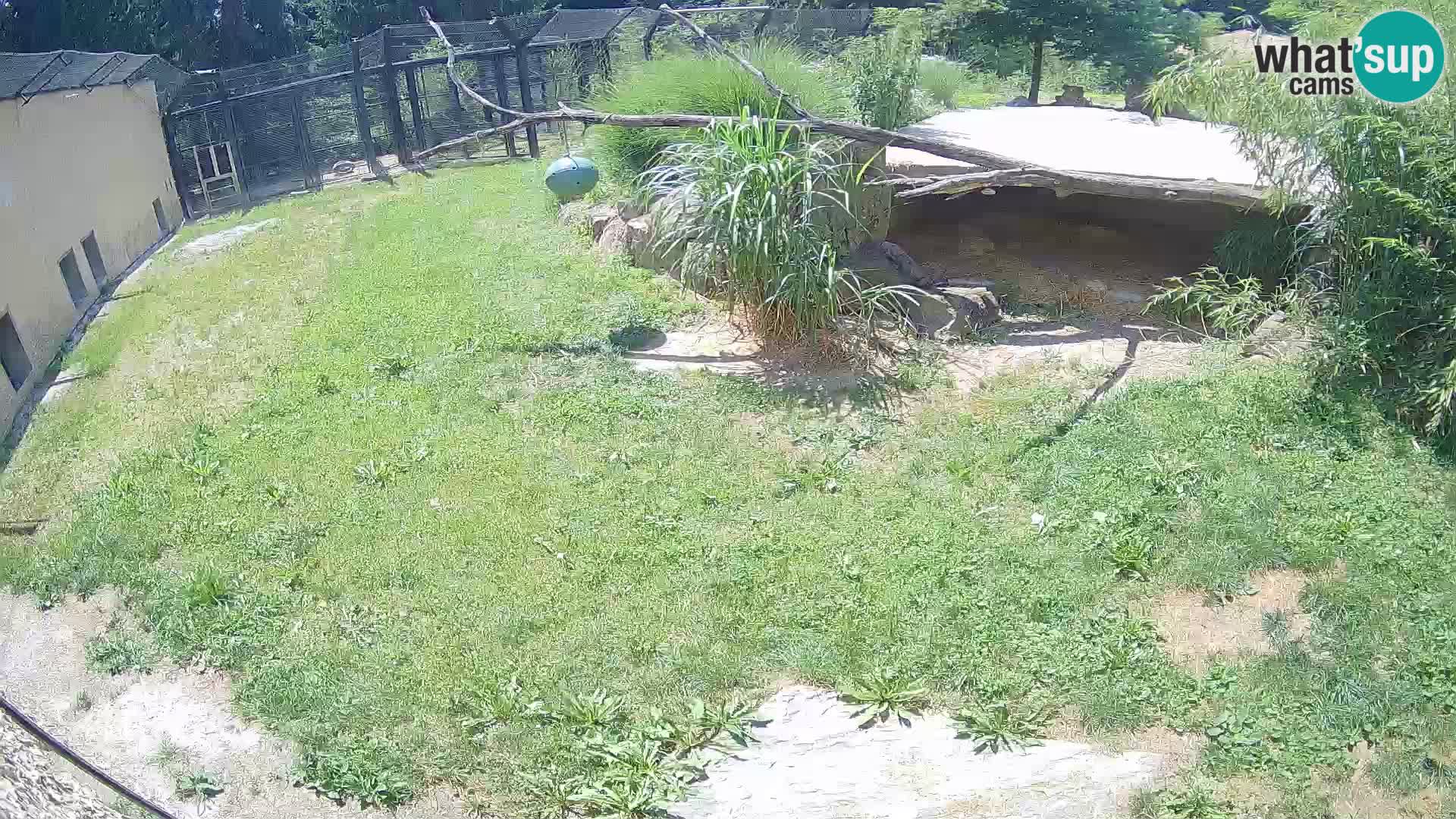 LION webcam en direct du zoo de Ljubljana – Slovénie