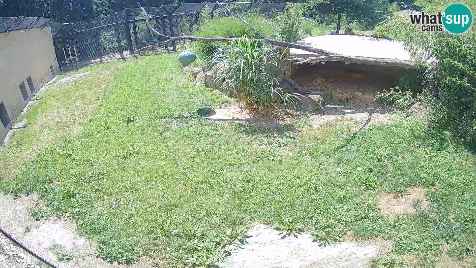LEVI spletna kamera v živalskem vrtu Ljubljana Zoo
