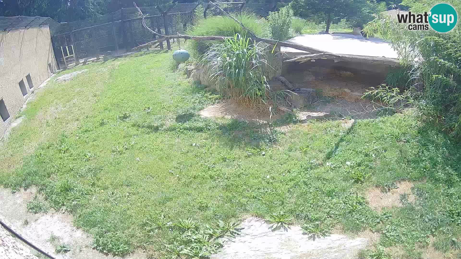LEON Webcam en vivo en Ljubljana Zoo – Eslovenia