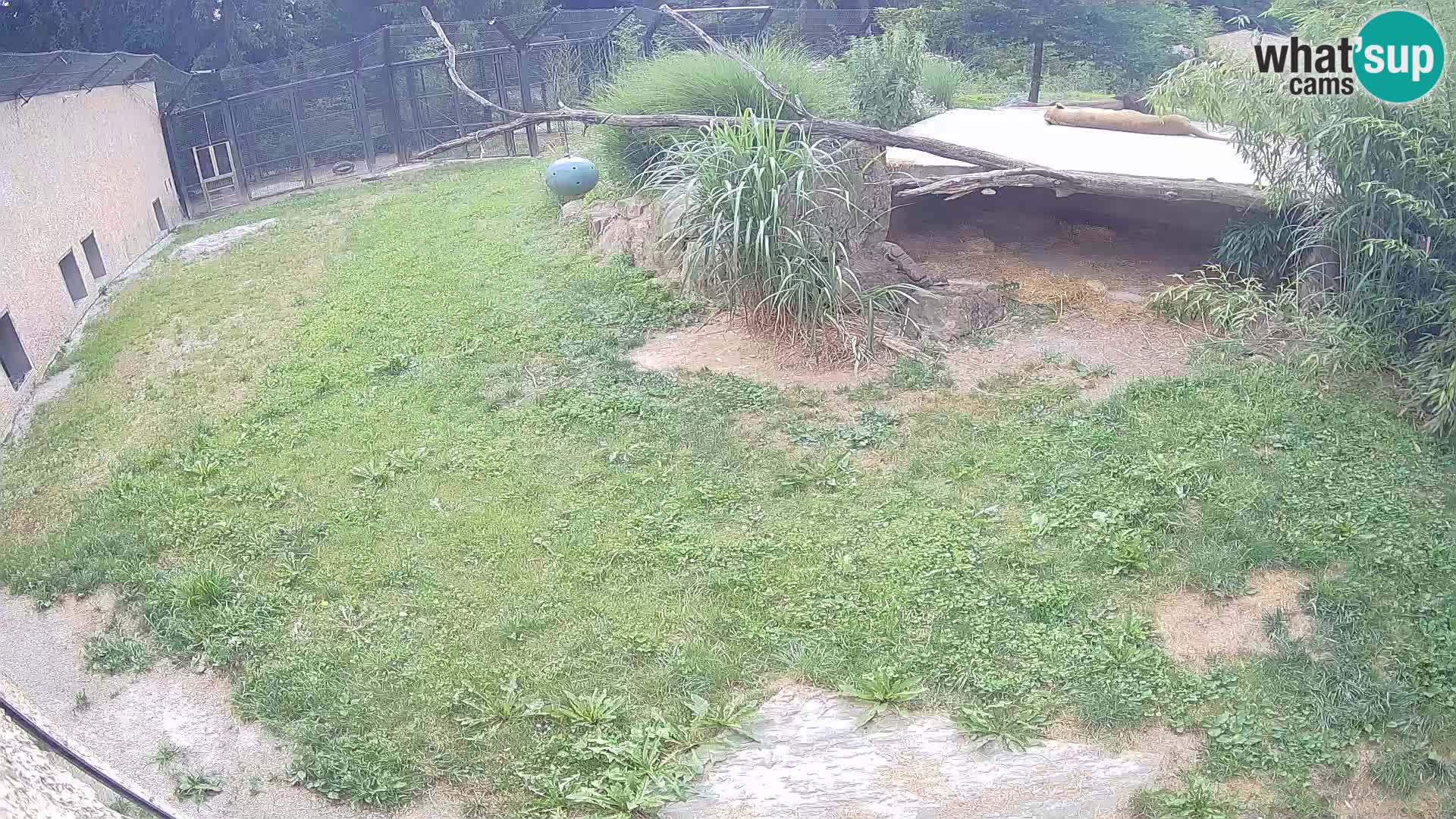 Lavovi web kamera uživo u ljubljanskom zoološkom vrtu – Slovenija