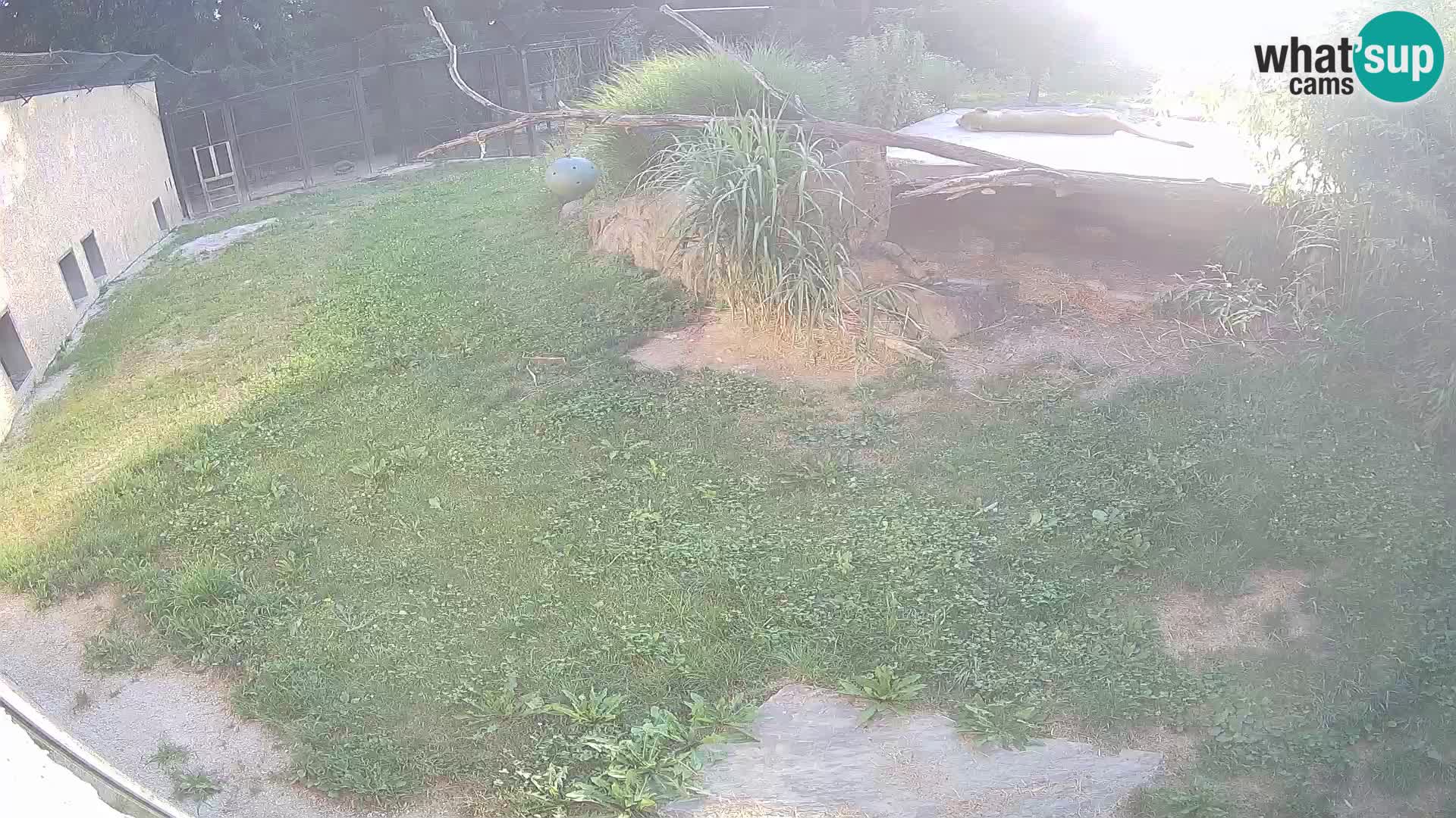 LEON Webcam en vivo en Ljubljana Zoo – Eslovenia